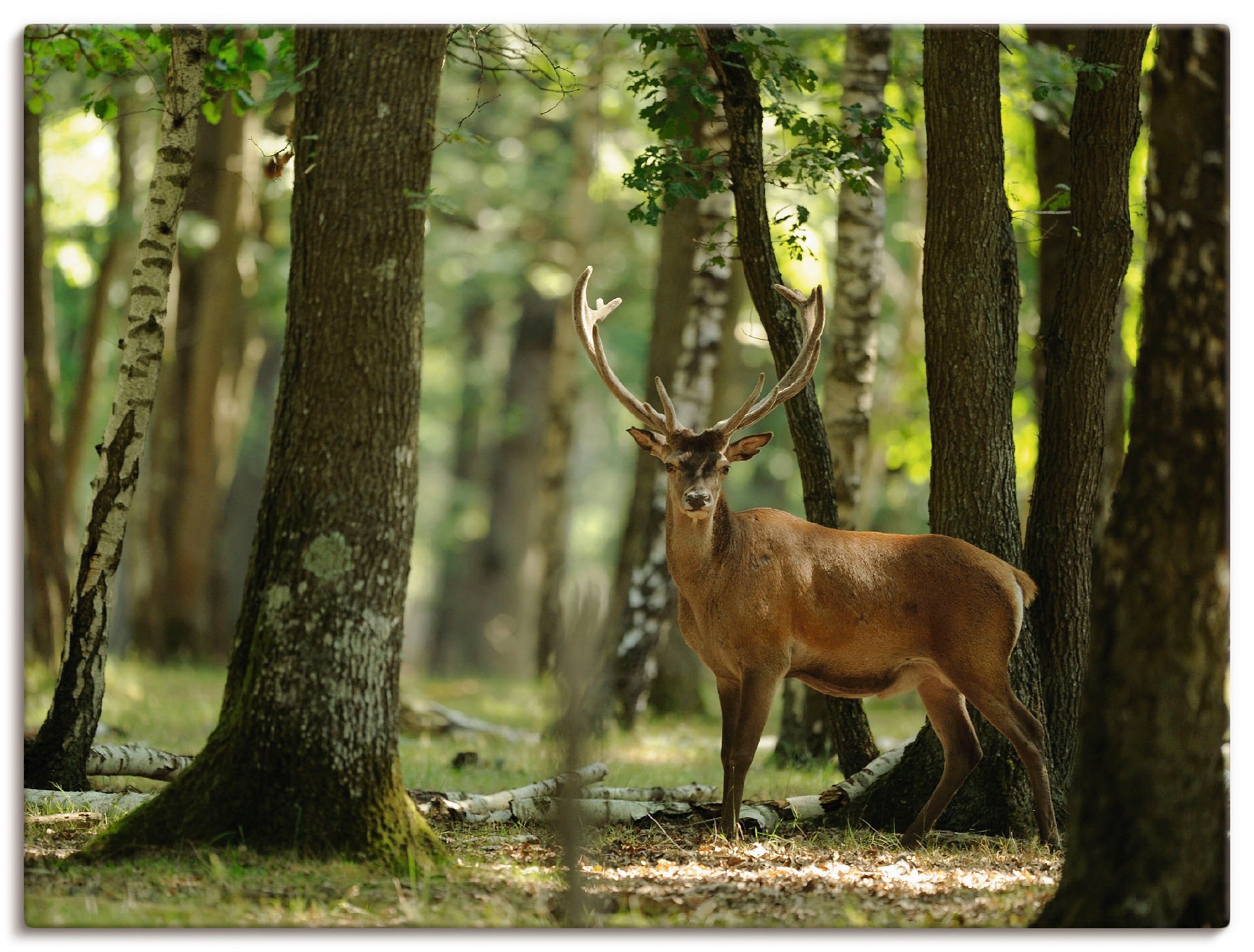 Image of Artland Wandbild »Hirsch 4 - Wald«, Wildtiere, (1 St.), in vielen Grössen & Produktarten - Alubild / Outdoorbild für den Aussenbereich, Leinwandbild, Poster, Wandaufkleber / Wandtattoo auch für Badezimmer geeignet bei Ackermann Versand Schweiz