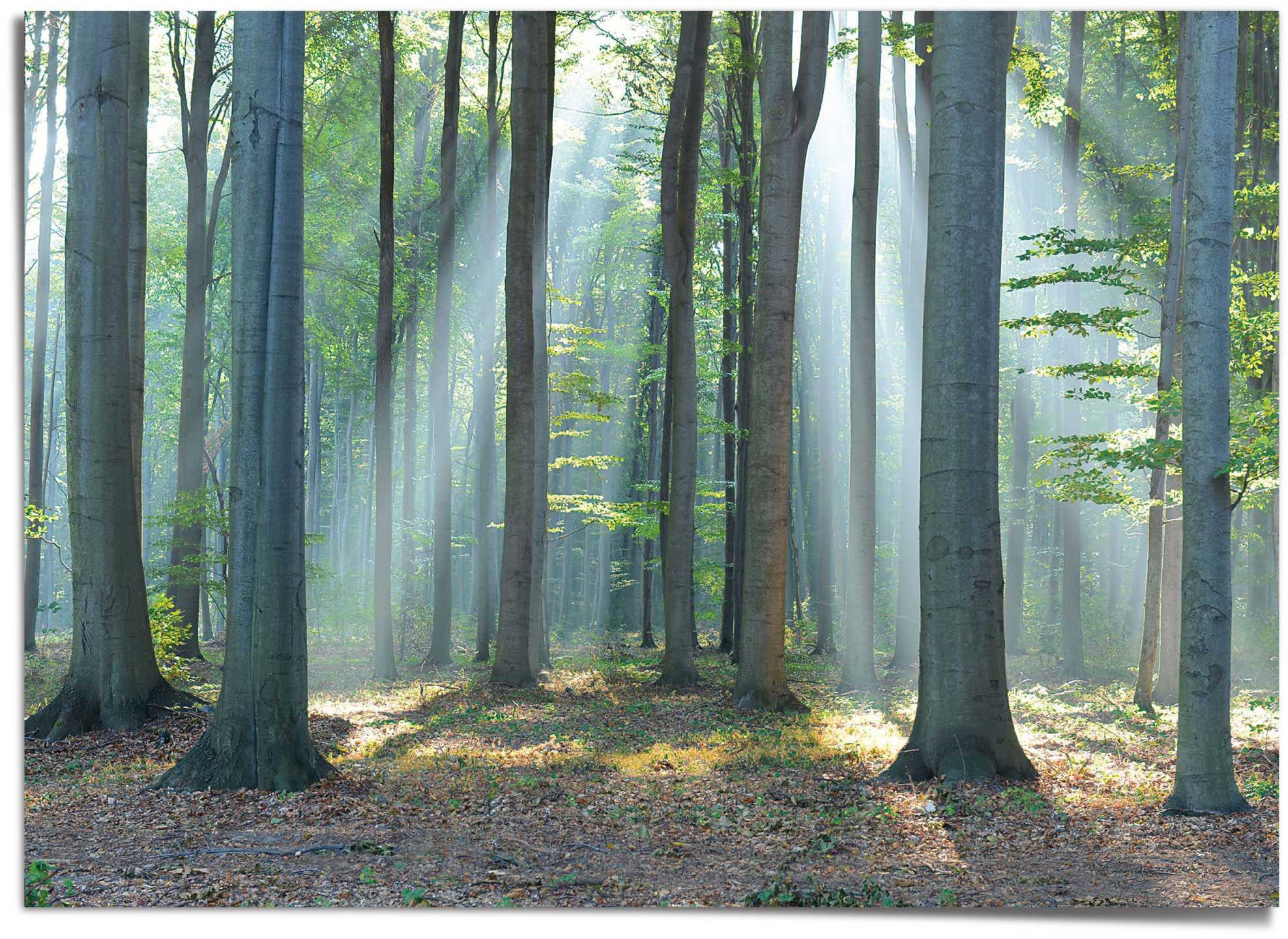 Image of Reinders! Poster »Wald im Sonnenlicht« bei Ackermann Versand Schweiz