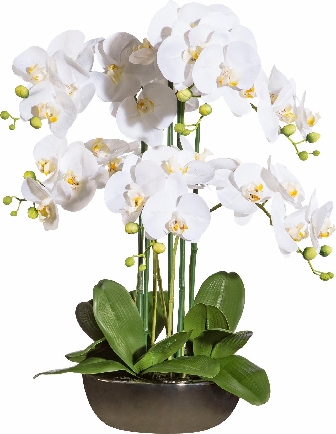 Image of Creativ green Kunstorchidee bei Ackermann Versand Schweiz