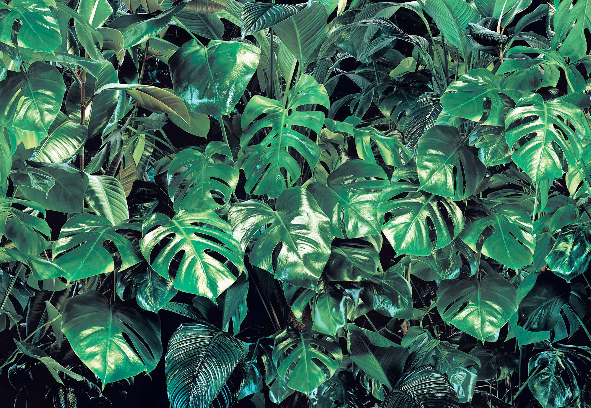 Image of Komar Fototapete »Verdure«, bedruckt-Wald-geblümt, ausgezeichnet lichtbeständig bei Ackermann Versand Schweiz