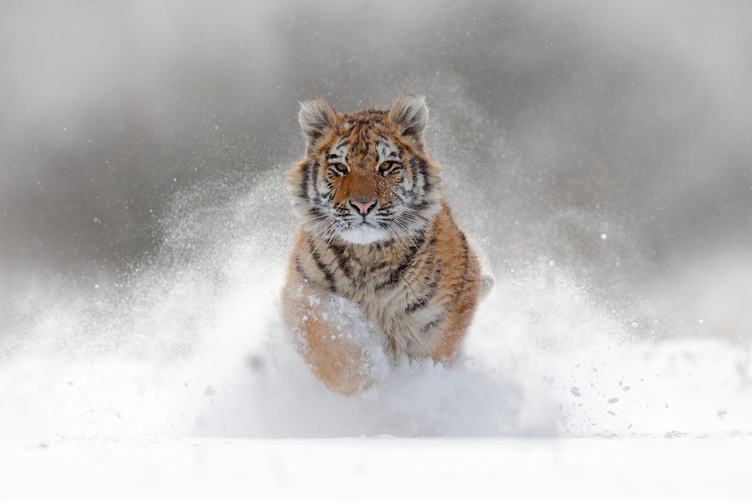Image of Papermoon Fototapete »Siberian Tiger« bei Ackermann Versand Schweiz