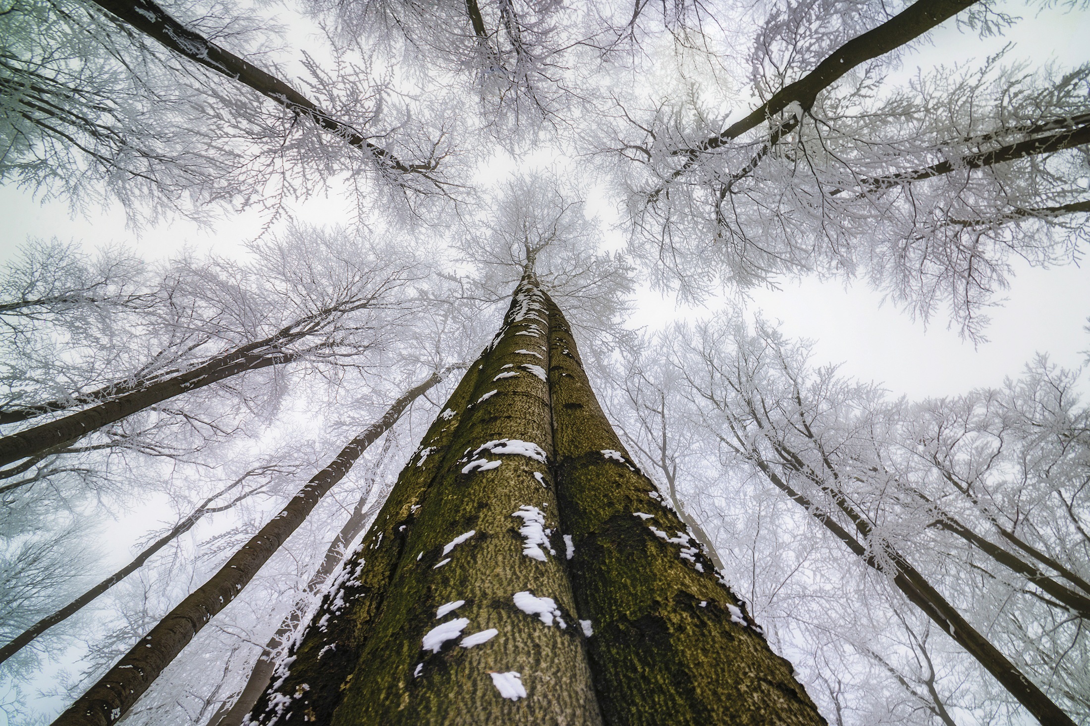 Fototapete »Photo-Art TOM PAVLASEK, HOCH SCHAUEN«