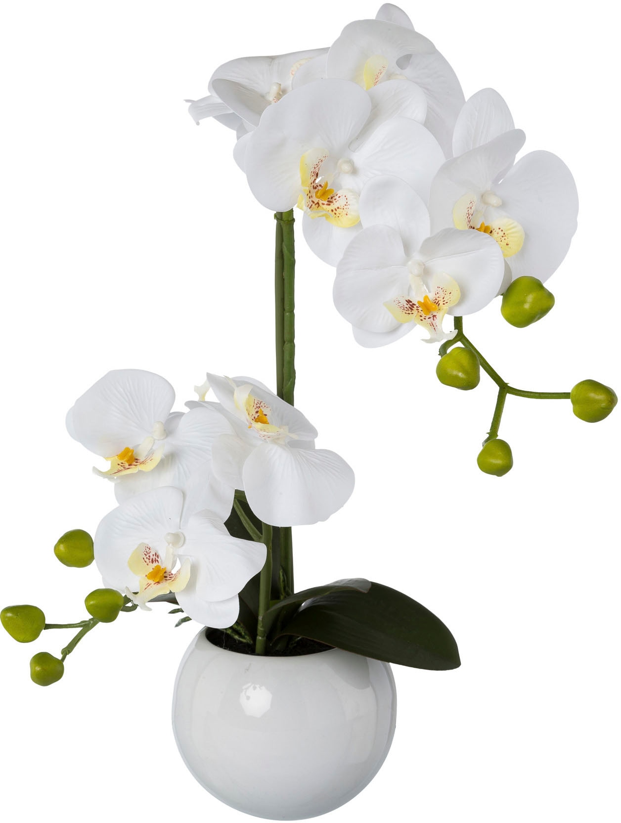 Image of Creativ green Kunstorchidee »Phalaenopsis«, (1 St.), im Keramiktopf bei Ackermann Versand Schweiz