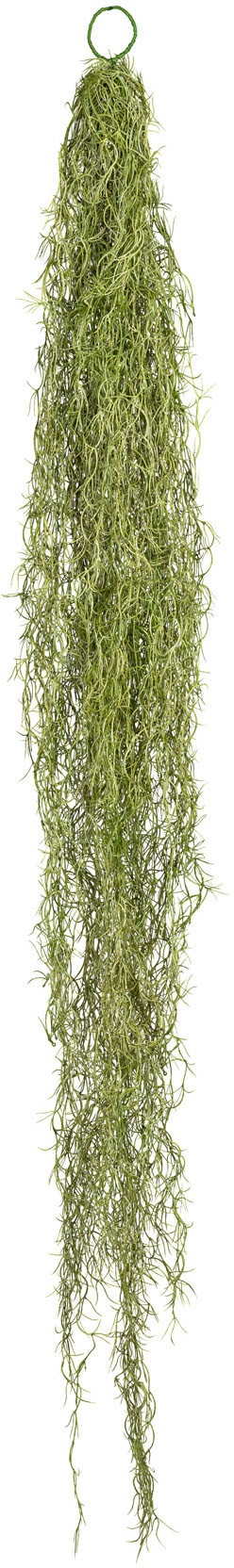 Image of Creativ green Kunstranke »Tillandsienhänger«, (1 St.) bei Ackermann Versand Schweiz