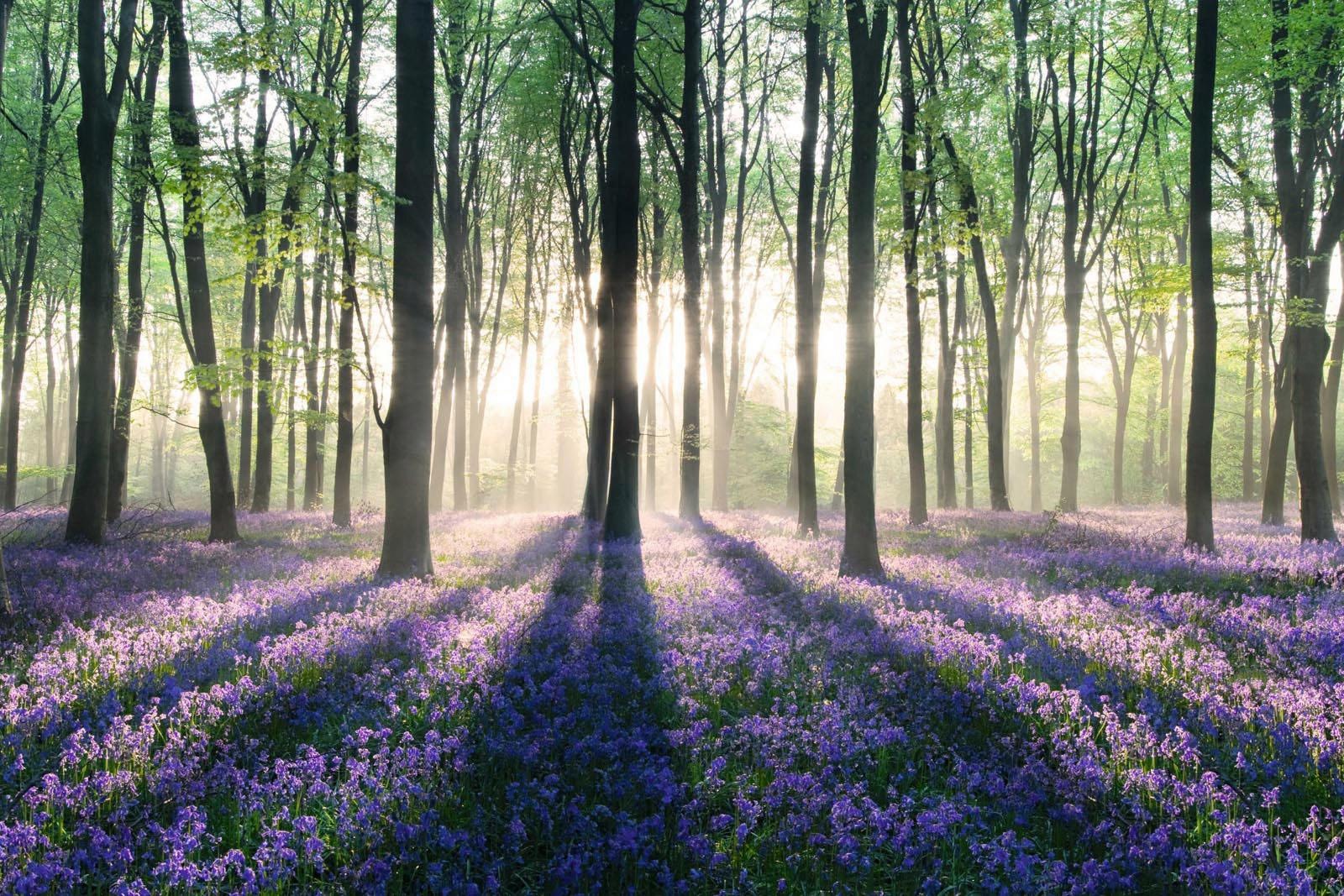 Image of Home affaire Deco-Panel »Verzauberter Wald« bei Ackermann Versand Schweiz