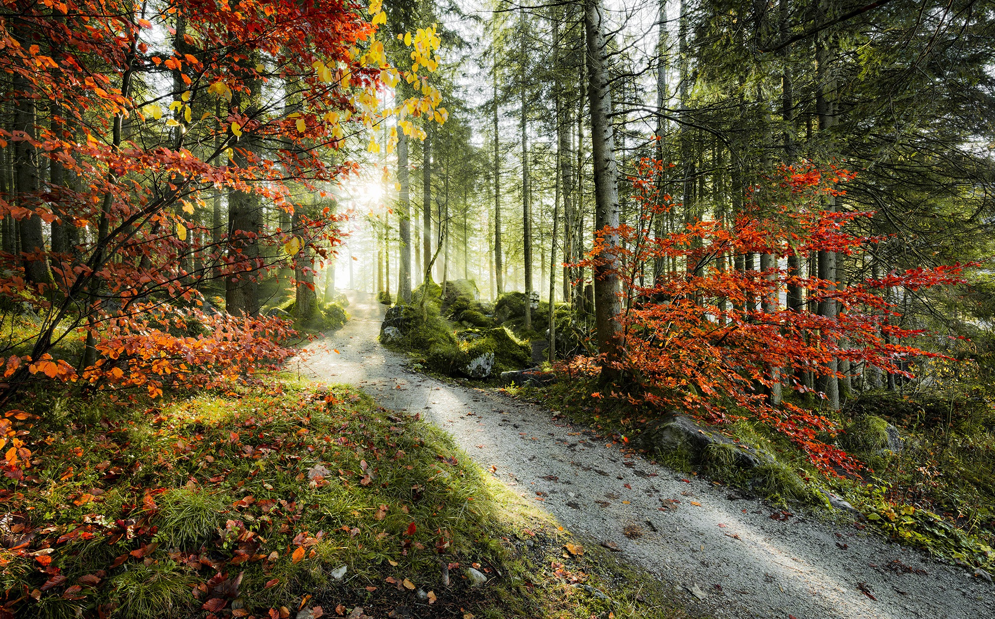 Image of Komar Fototapete »Feuerzungen«, mehrfarbig-natürlich-bedruckt bei Ackermann Versand Schweiz