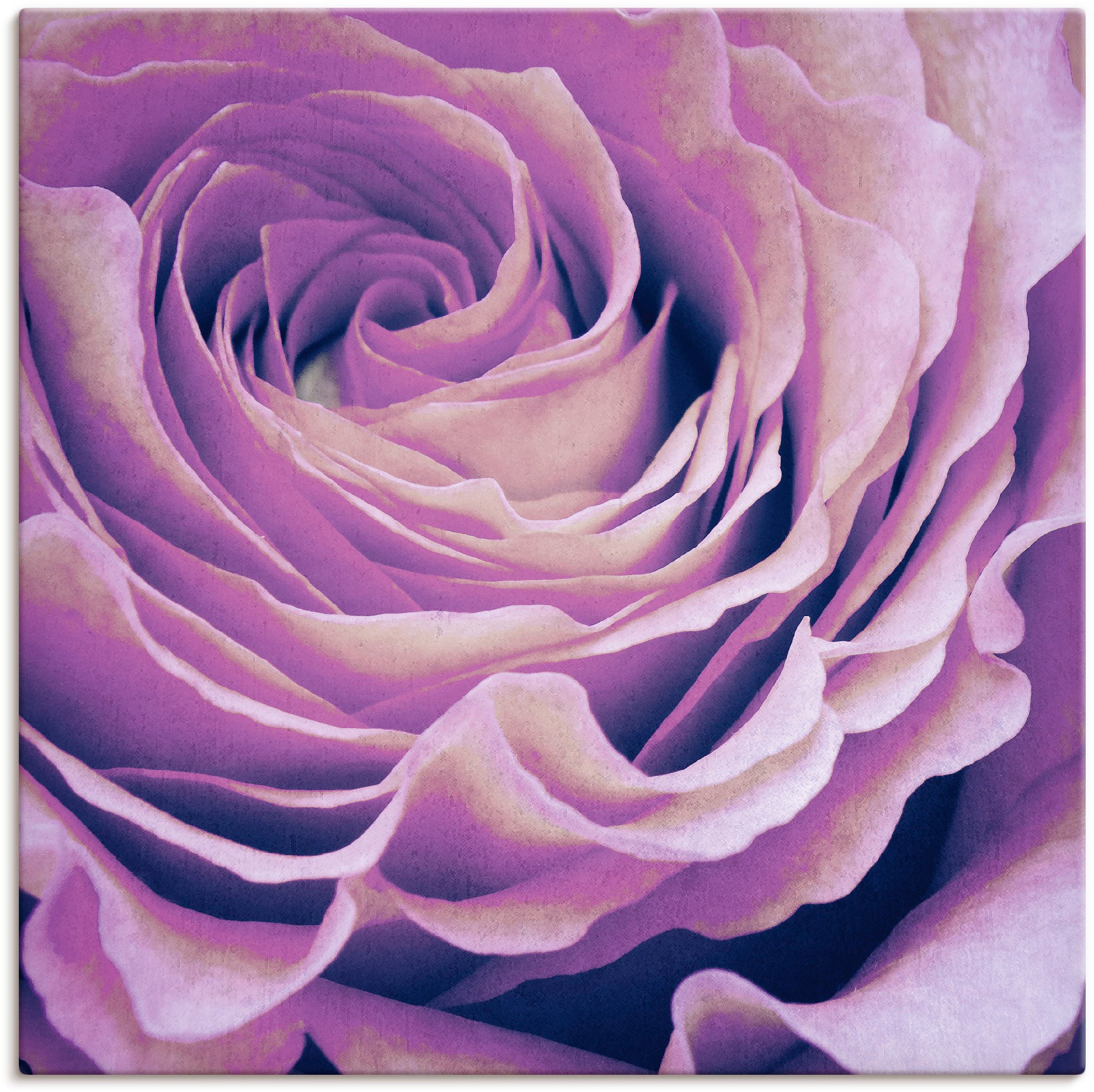 Artland Wandbild »Lila Rose«, Blumen, (1 St.), als Leinwandbild, Poster in verschied. Grössen