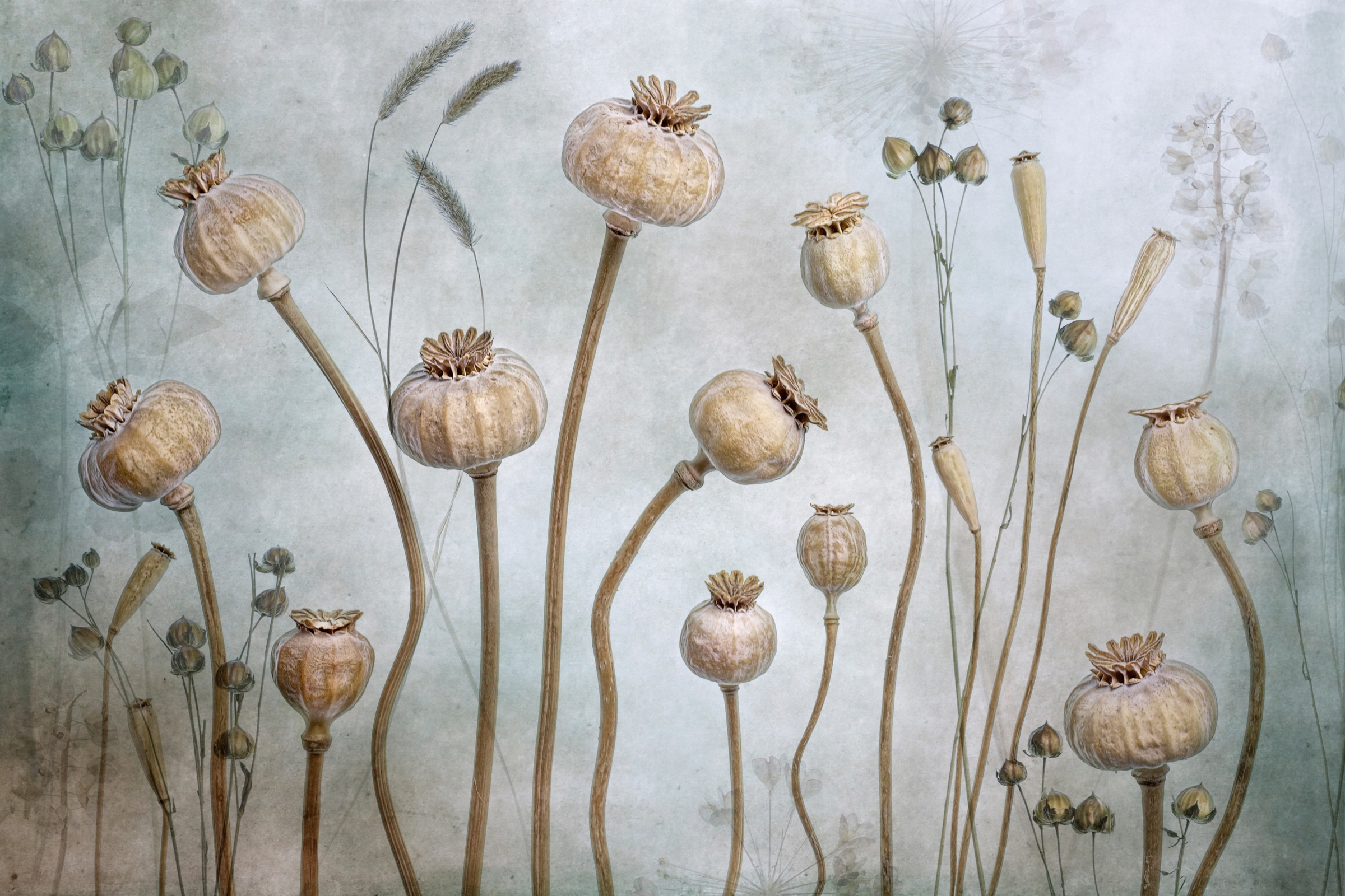 Image of Papermoon Fototapete »Photo-Art MANDY DISHER, MOHN«, Vliestapete, hochwertiger Digitaldruck, inklusive Kleister bei Ackermann Versand Schweiz