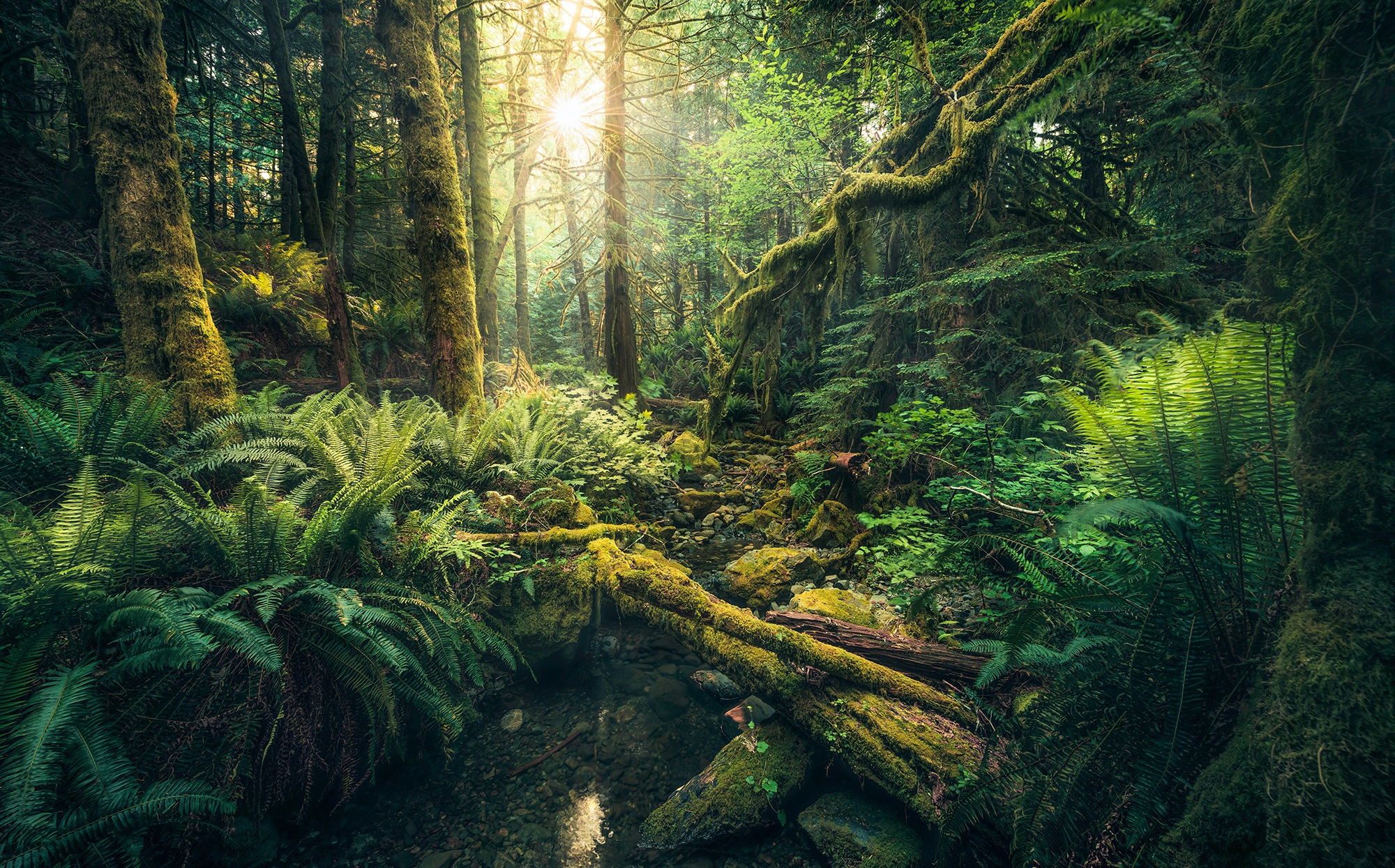 Image of Komar Fototapete »Elves Cathedral«, mehrfarbig-natürlich-bedruckt bei Ackermann Versand Schweiz