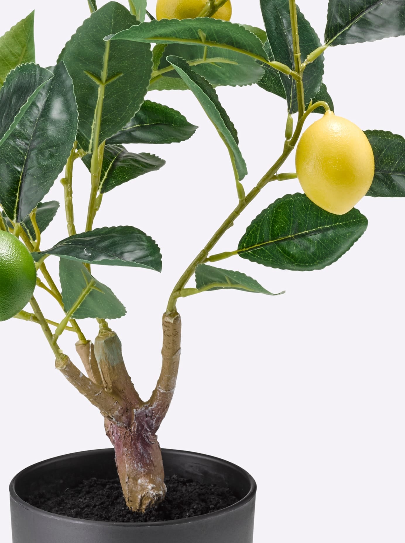 Gasper Plante artificielle