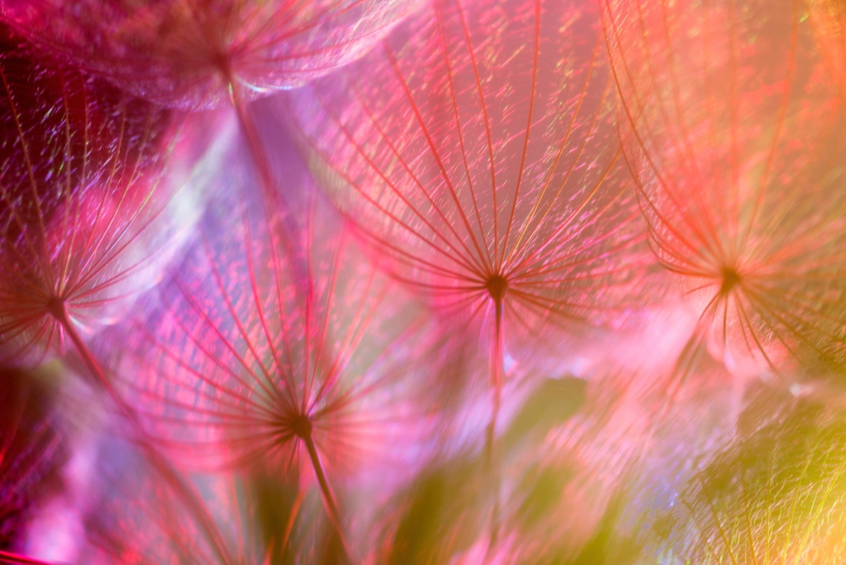 Image of Papermoon Fototapete "PUSTEBLUME-LÖWENZAHN ABSTRAKT TEXTUR MUSTER FARBIG DEKO"