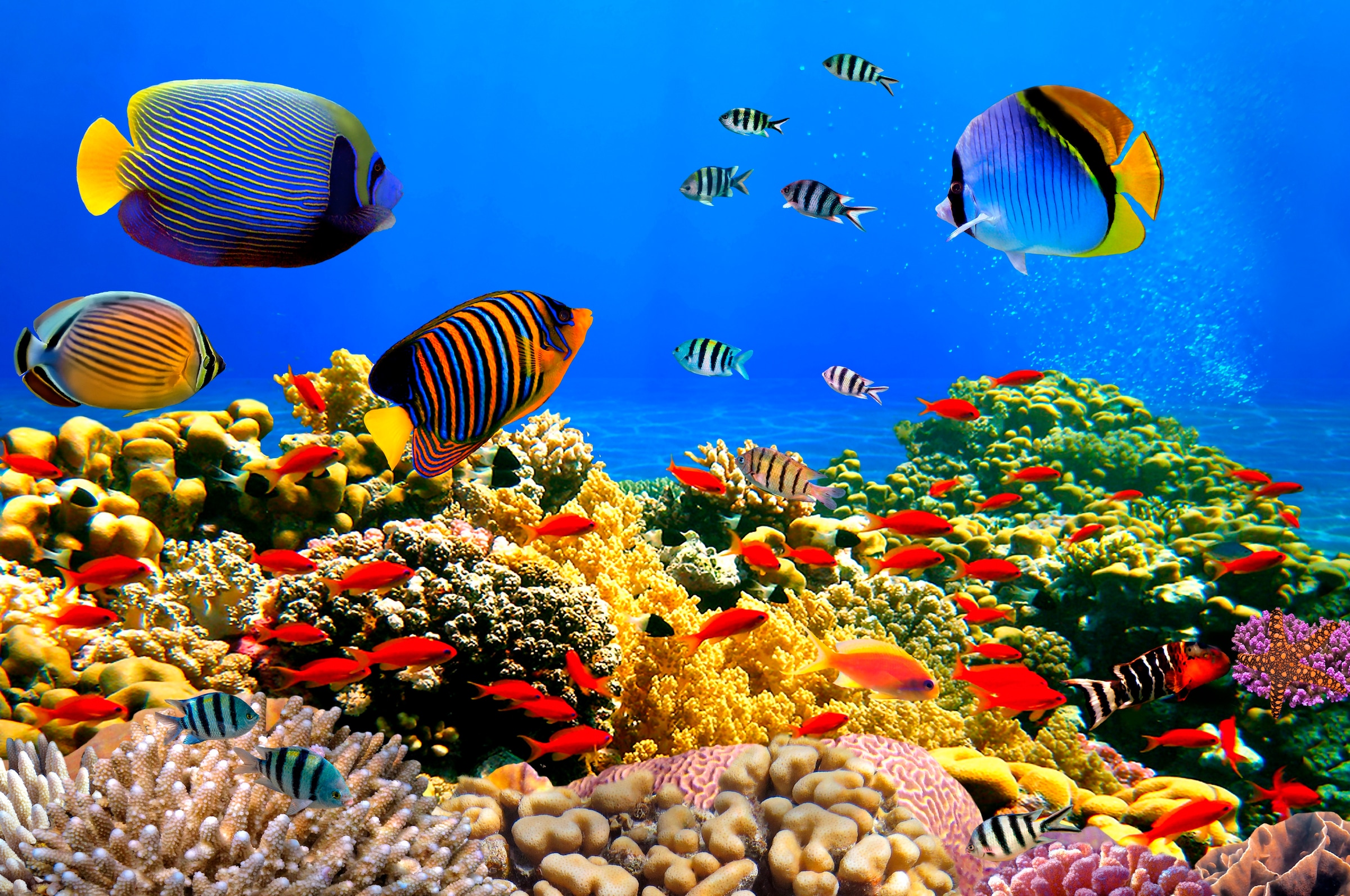 Image of Papermoon Fototapete "Coral Colony Red Sea" glatt