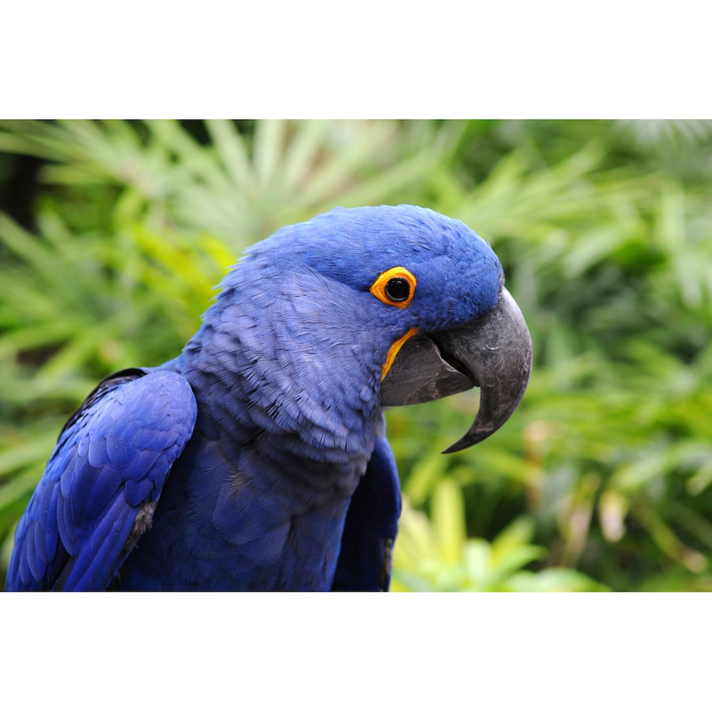 Papermoon Fototapete »Papagei«