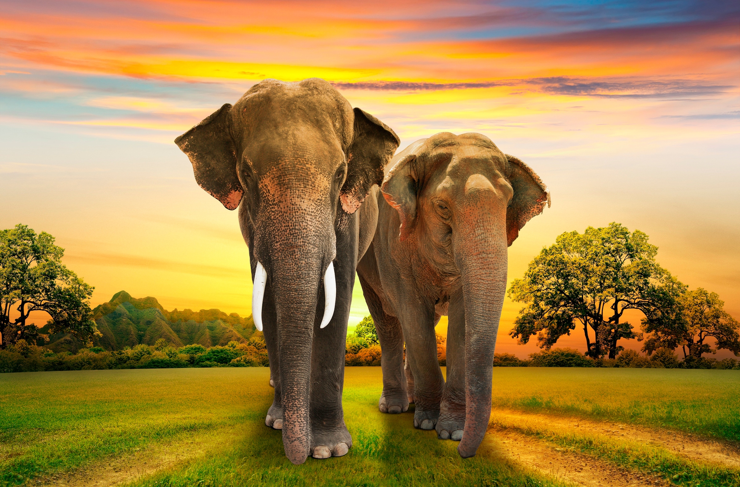 Image of Papermoon Fototapete "Elephants Family" glatt