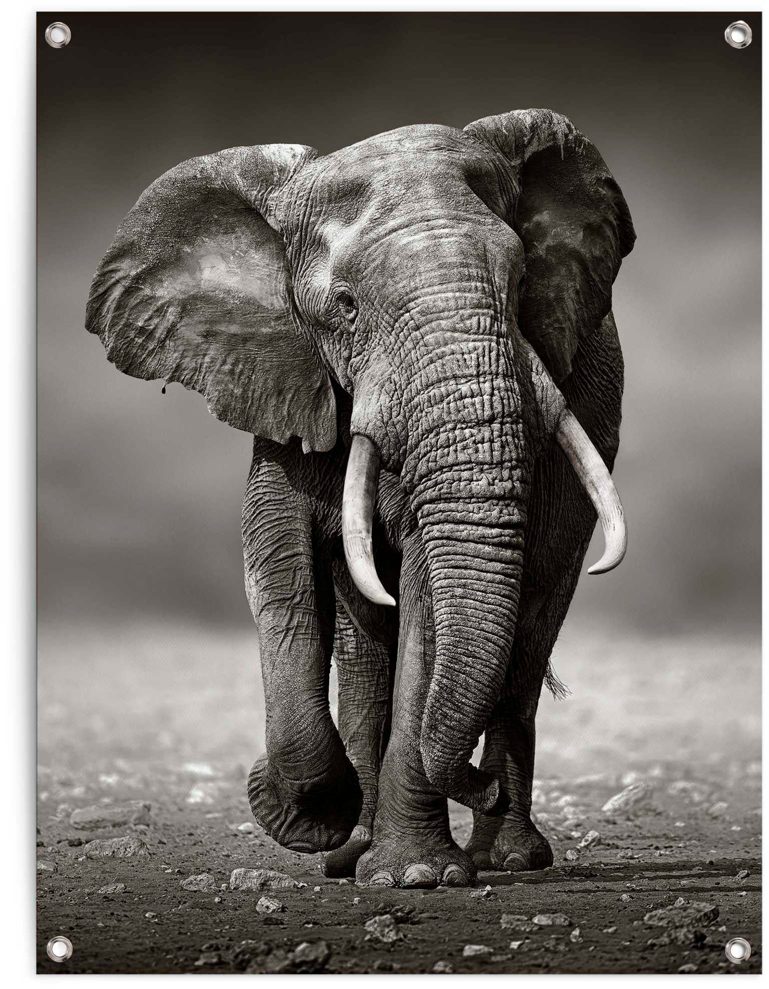 Wanderung«, Elefanten, Poster St.) kaufen (1 Elefant jetzt »Poster Reinders!