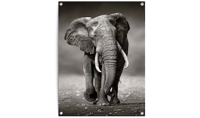 Reinders! Poster »Poster Elefant Wanderung«, Elefanten, (1 St.) jetzt  kaufen