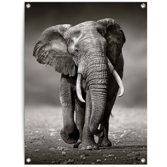 »Elefant« à bas prix Reinders! Poster
