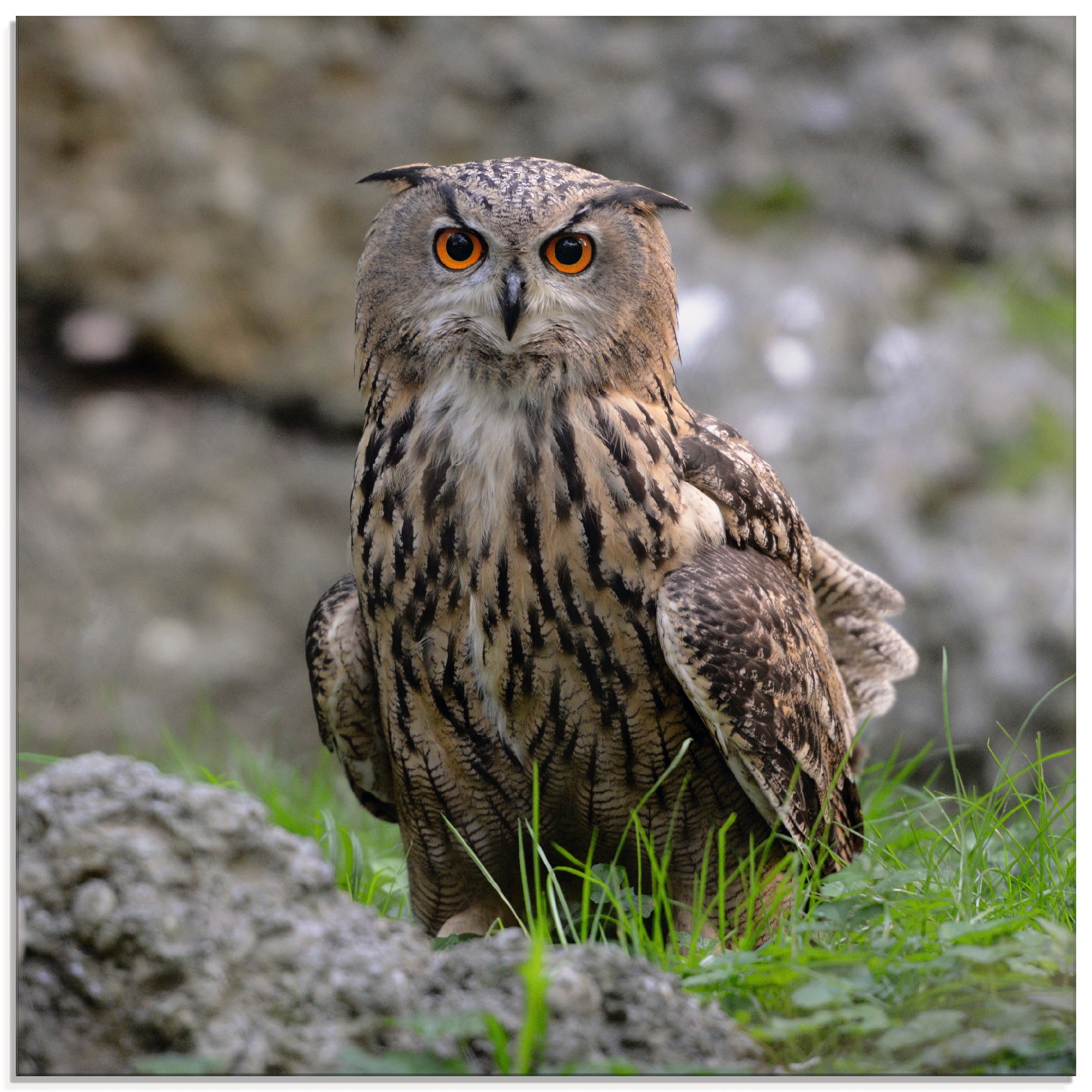 Image of Artland Glasbild "Uhu" Vögel 1 Stk. tlg. in verschiedenen Grössen