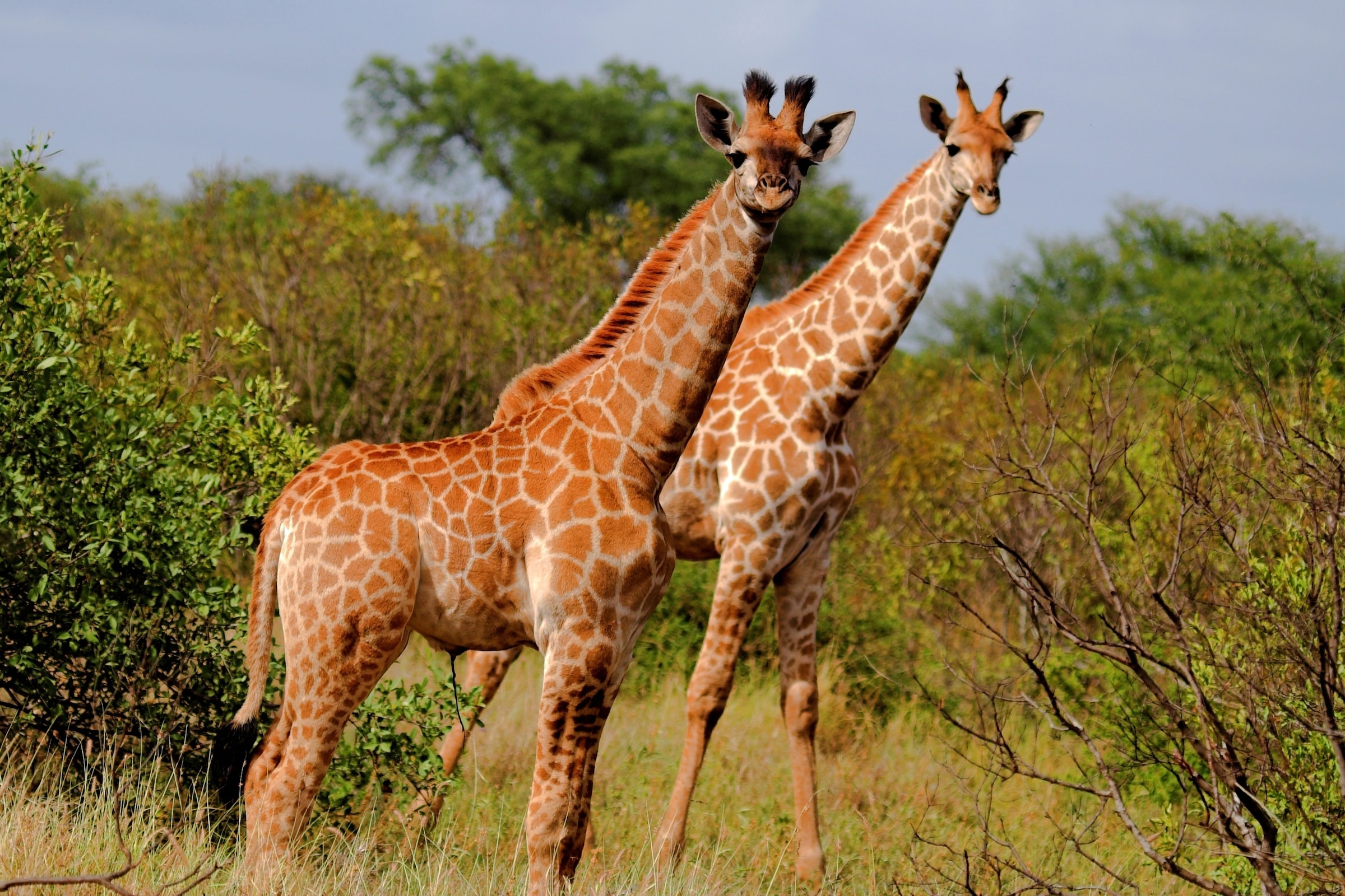 Image of Papermoon Fototapete "GIRAFFE-TIERE AFRIKA SAVANNE STEPPE SAHARA BÄUME NATUR"