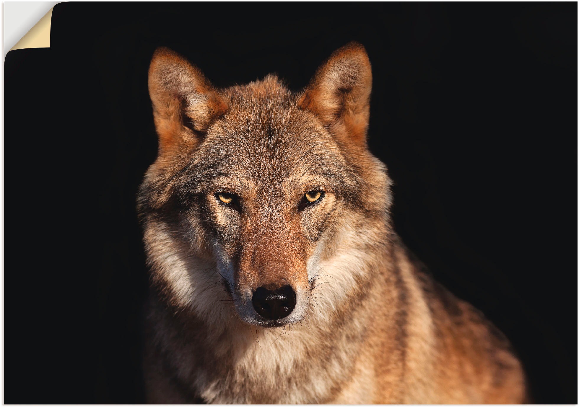 Image of Artland Wandbild »Wolf«, Wildtiere, (1 St.), in vielen Grössen & Produktarten - Alubild / Outdoorbild für den Aussenbereich, Leinwandbild, Poster, Wandaufkleber / Wandtattoo auch für Badezimmer geeignet bei Ackermann Versand Schweiz