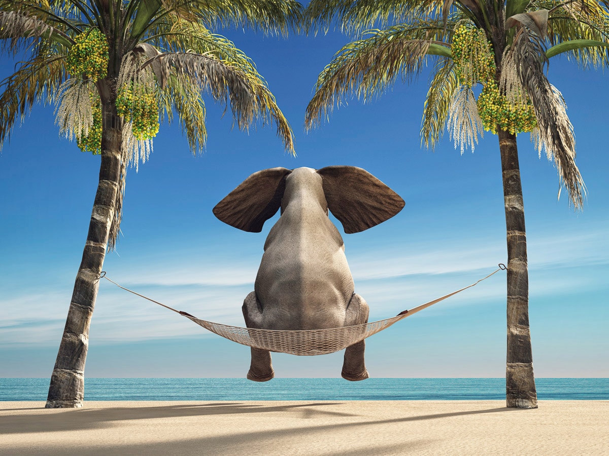 Papermoon Fototapete »Elefant auf Hängematte an Strand«