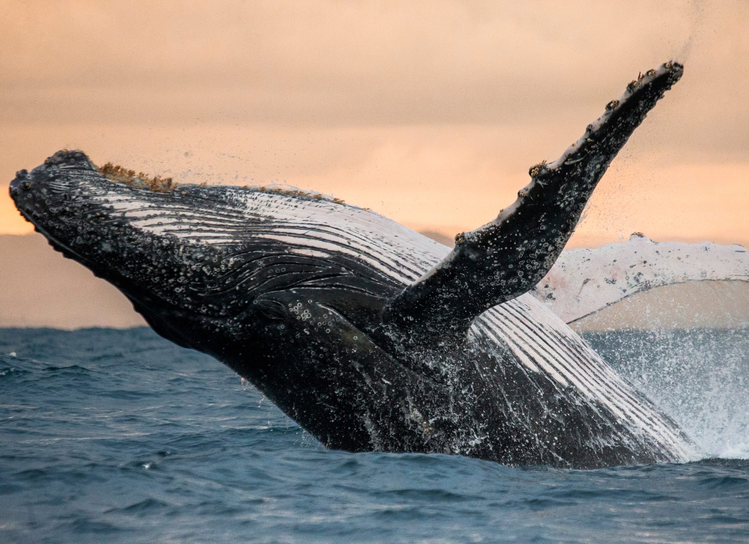 Image of Papermoon Fototapete "Humpback Whale" glatt