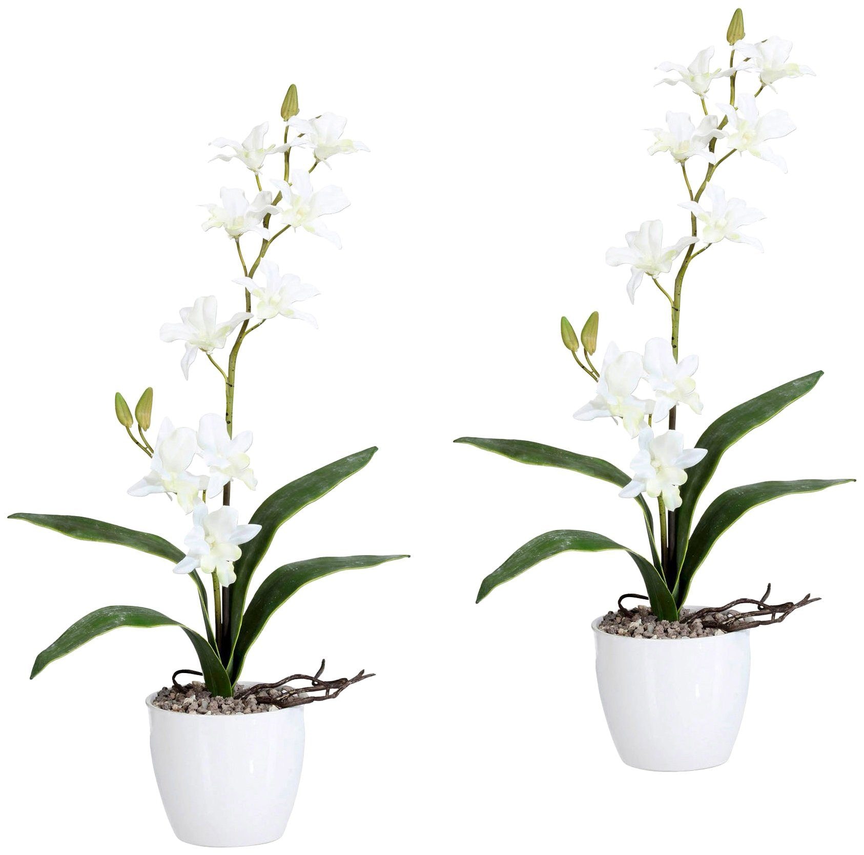 Image of Creativ green Kunstpflanze »Orchidee Dendrobie«, (Set, 2 St.), im Keramiktopf bei Ackermann Versand Schweiz