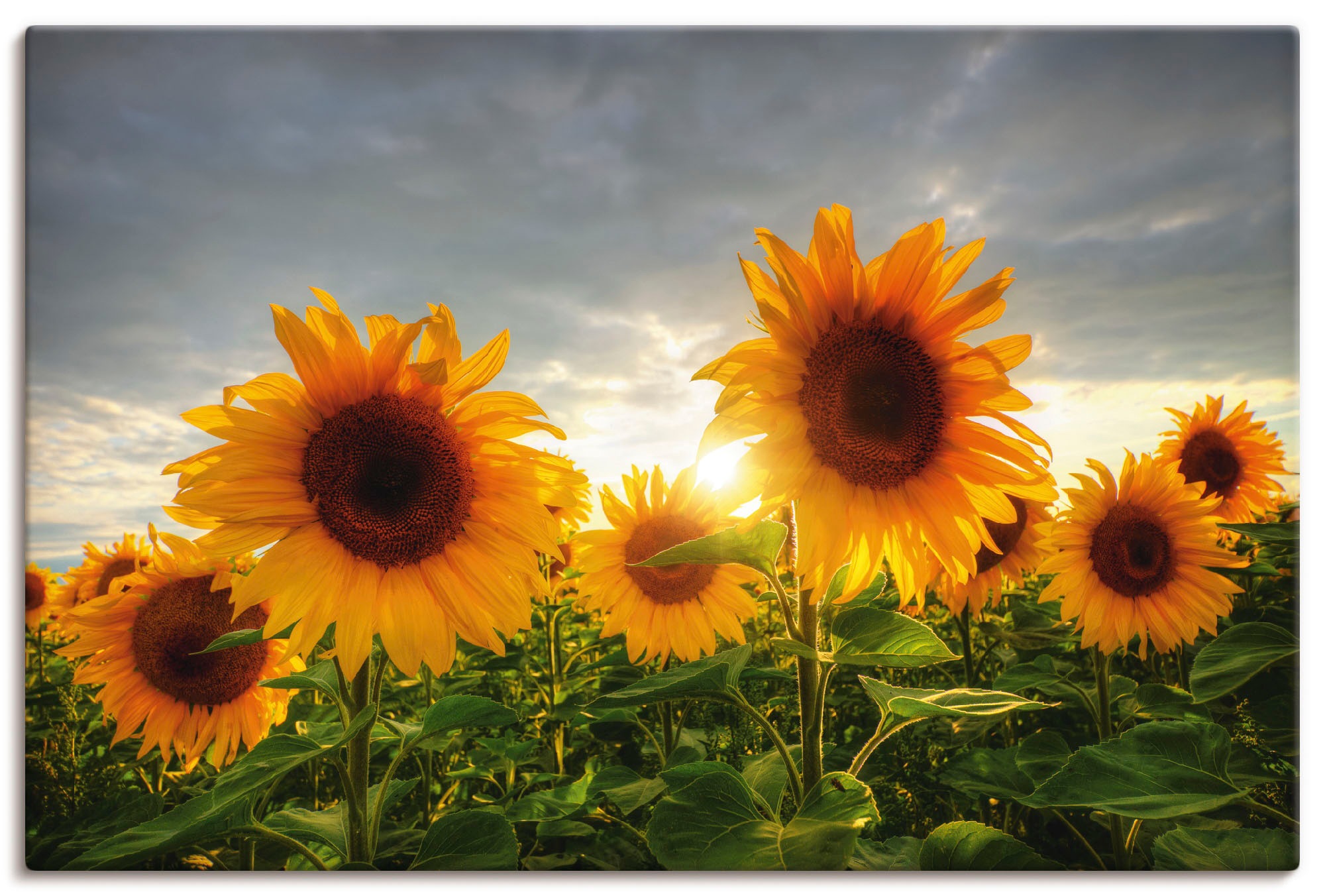 Image of Artland Leinwandbild "Sonnenblumen II" Blumen 1 Stk. tlg. auf Holzrahmen gespannt