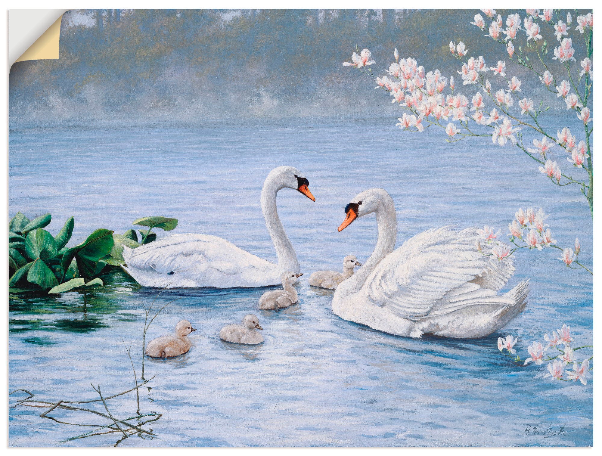 Image of Artland Wandbild »Stolze Schwanenfamilie«, Vögel, (1 St.), in vielen Grössen & Produktarten -Leinwandbild, Poster, Wandaufkleber / Wandtattoo auch für Badezimmer geeignet bei Ackermann Versand Schweiz