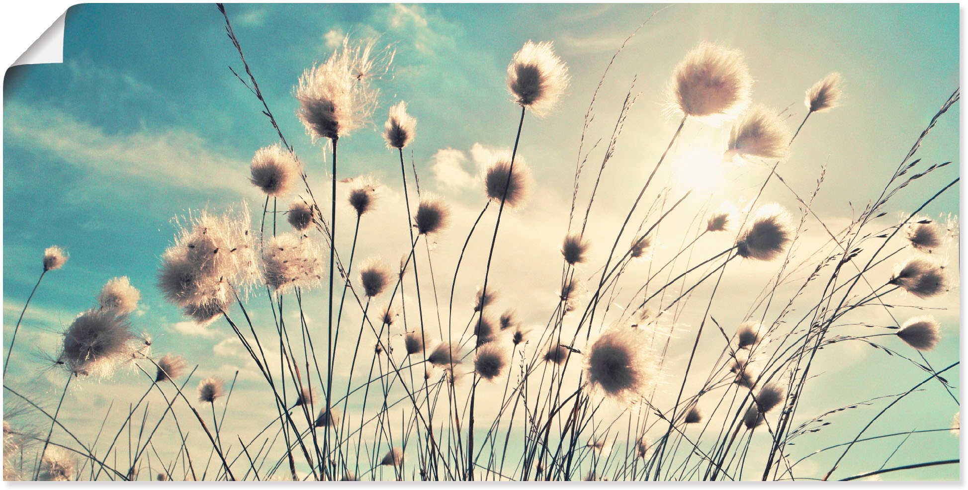 Image of Artland Wandbild »Wollgras«, Gräser, (1 St.), in vielen Grössen & Produktarten - Alubild / Outdoorbild für den Aussenbereich, Leinwandbild, Poster, Wandaufkleber / Wandtattoo auch für Badezimmer geeignet bei Ackermann Versand Schweiz