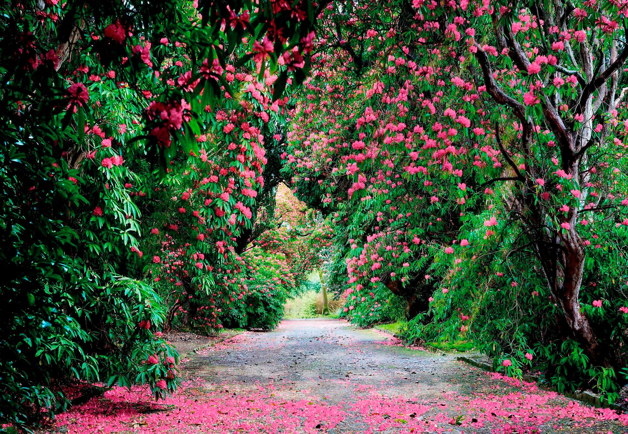 lichtbeständig bedruckt-floral-Wald, Fototapete Découvrir Komar »Wicklow Park«, ausgezeichnet sur