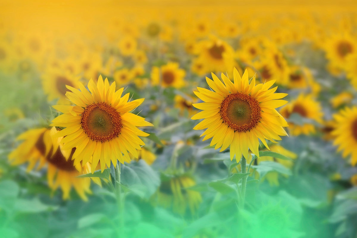 Papermoon Fototapete »SONNENBLUMEN-ABSTRAKT DEKOR MUSTER FANTASIE KUNST FELD«
