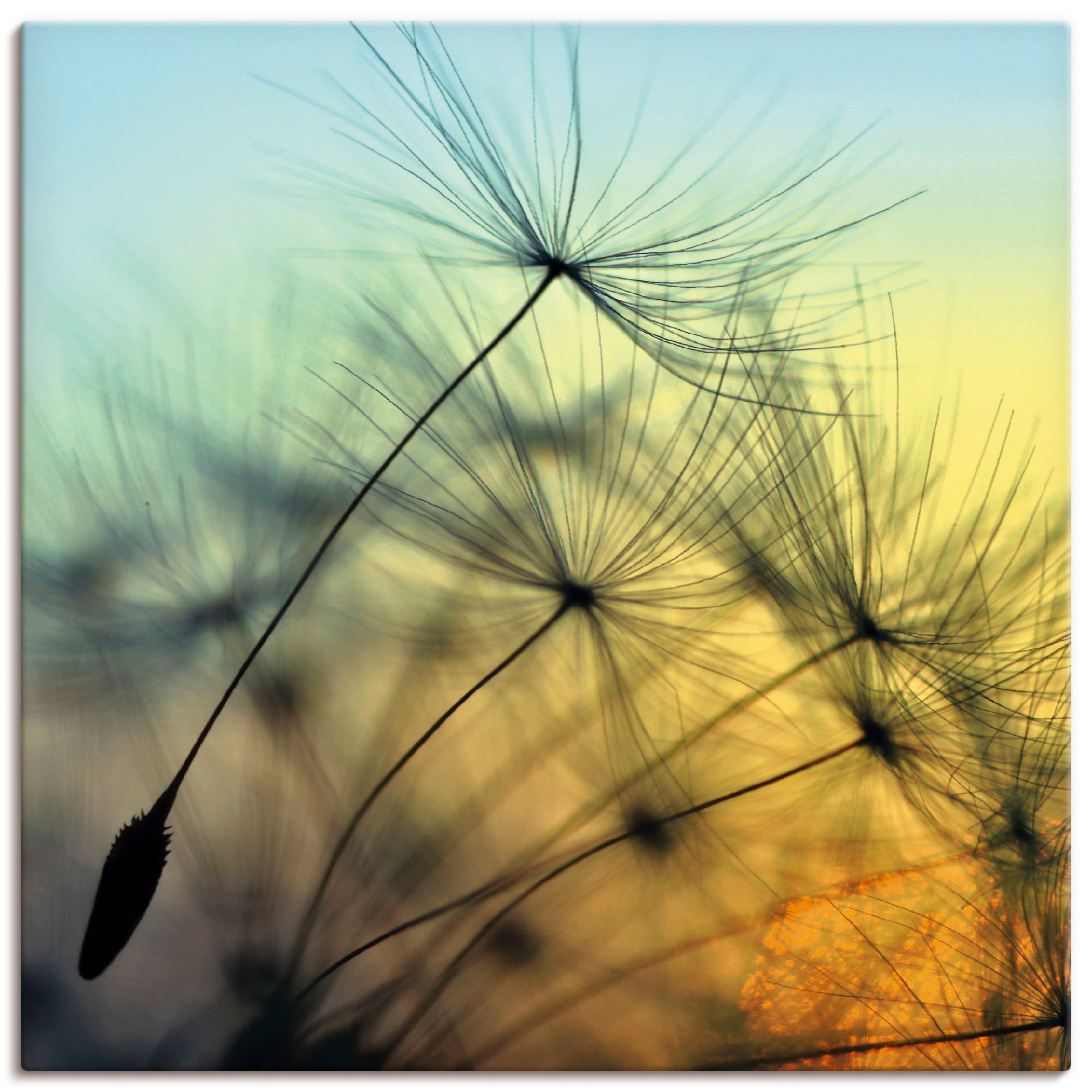 Artland Wandbild »Goldener Sonnenuntergang und Pusteblumen«, Blumen, (1 St.), als Alubild, Outdoorbild, Leinwandbild, Poster, Wandaufkleber