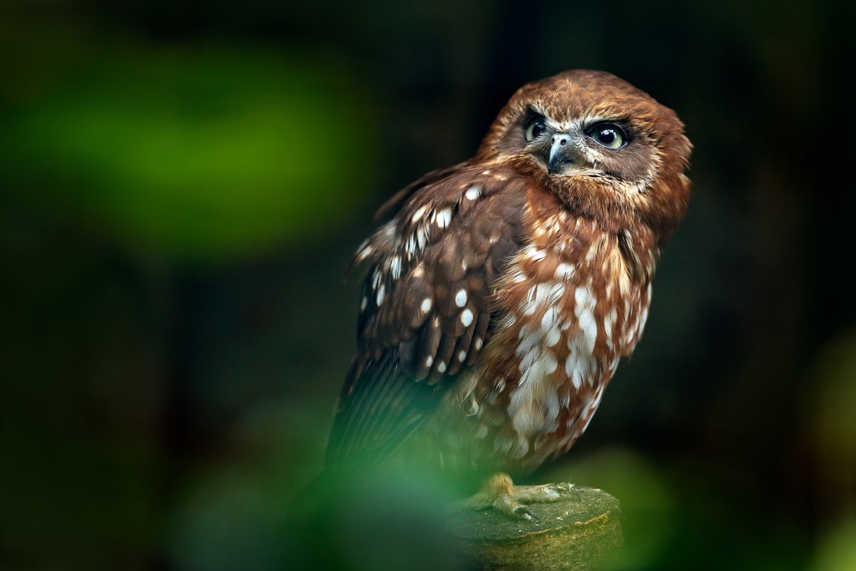 Image of Papermoon Fototapete "Brown Wood Owl"