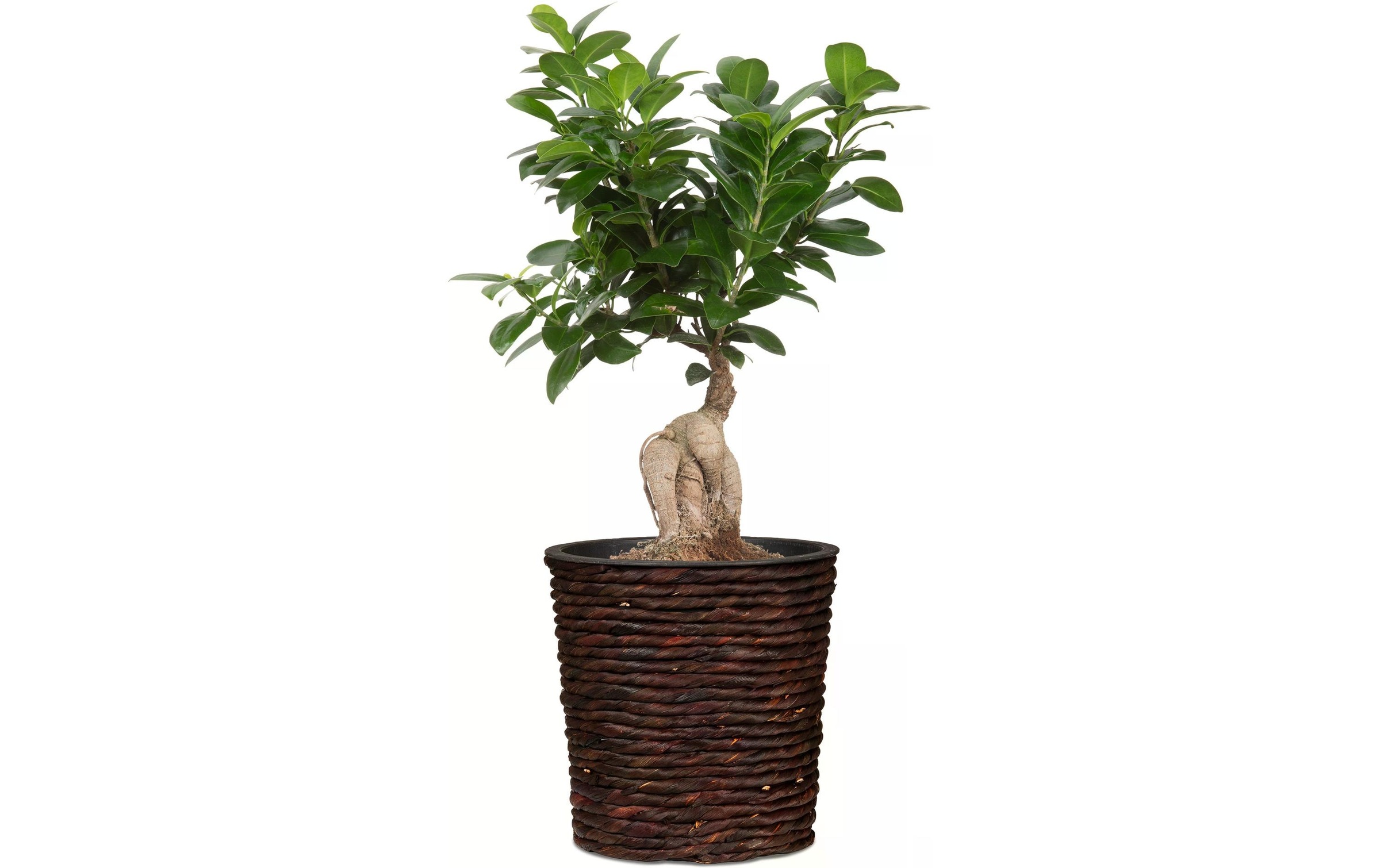Scheurich Blumentopf