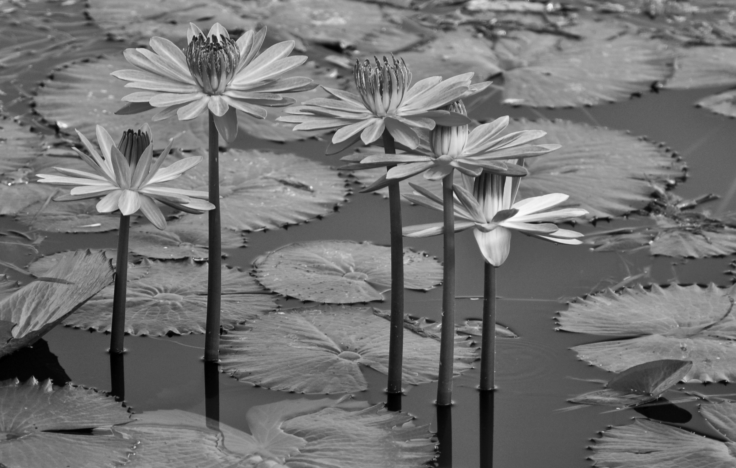 Image of Papermoon Fototapete "Seerosen, Teich, Blüten, Blätter Schwarz & Weiss"