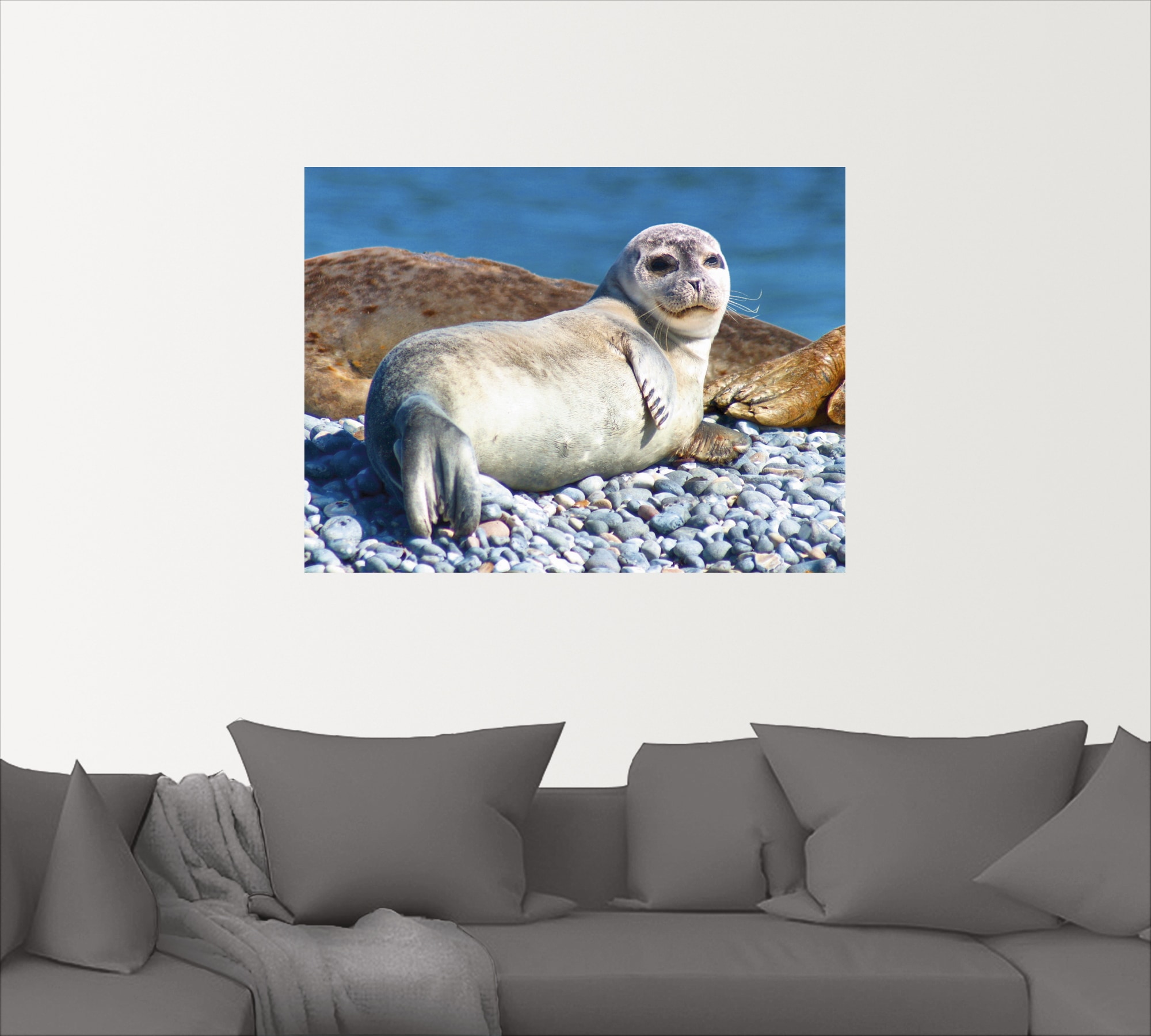 Artland Wandbild »Junger Seehund am Strand von Helgoland«, Wassertiere, (1 St.), als Alubild, Leinwandbild, Wandaufkleber oder Poster in versch. Grössen