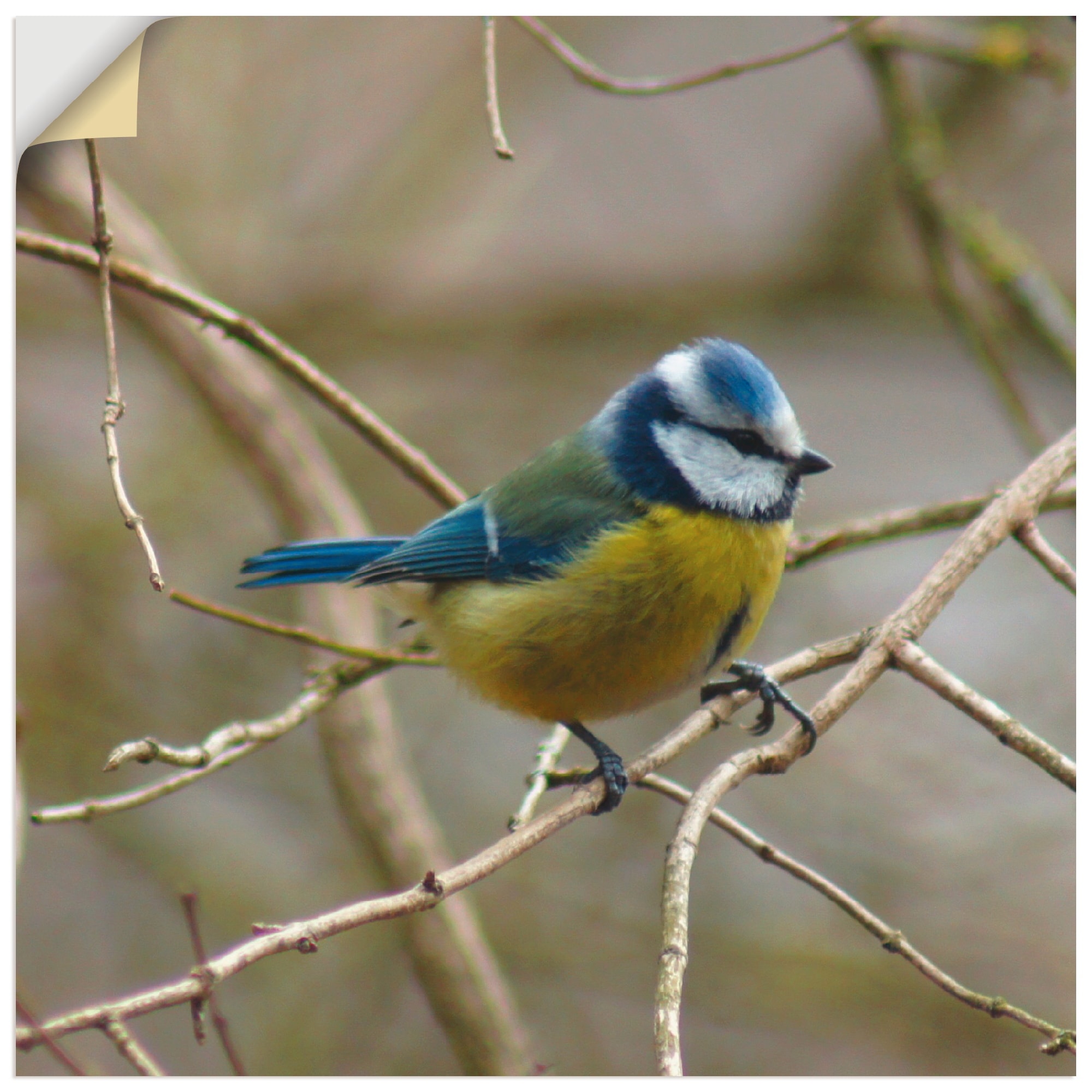 Artland Wandbild »Blaumeise«, Vögel, (1 St.), als Leinwandbild, Wandaufkleber in verschied. Grössen