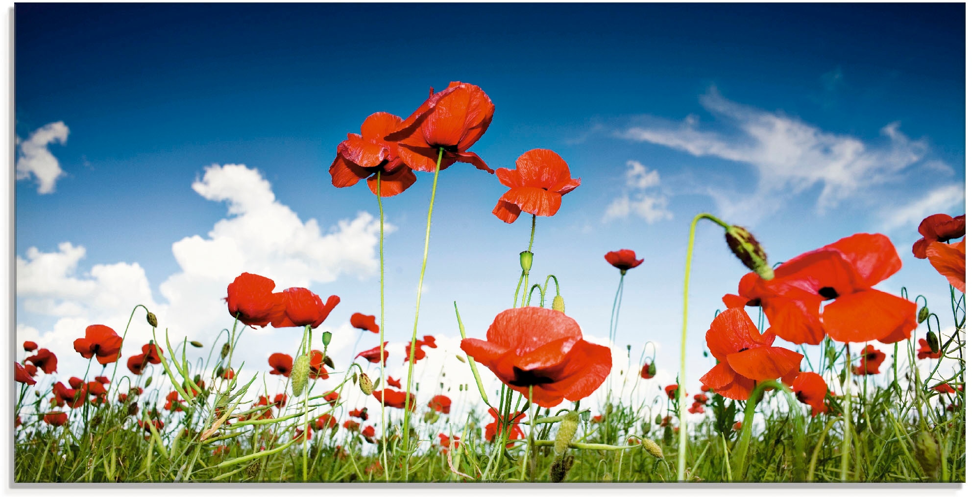 Image of Artland Glasbild "Feld mit Mohnblumen unter Himmel" Blumenwiese 1 Stk. tlg. in verschiedenen Grössen