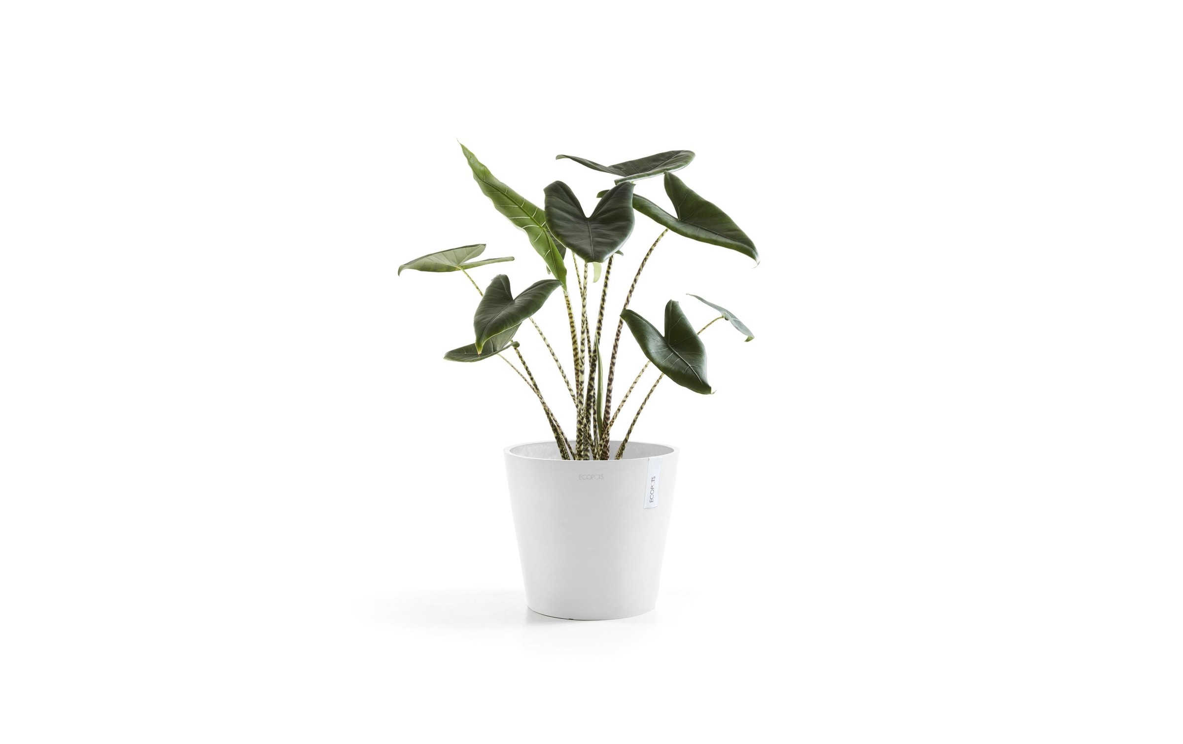 ECOPOTS Pflanzkübel »Amsterdam 30«, (1 St.)