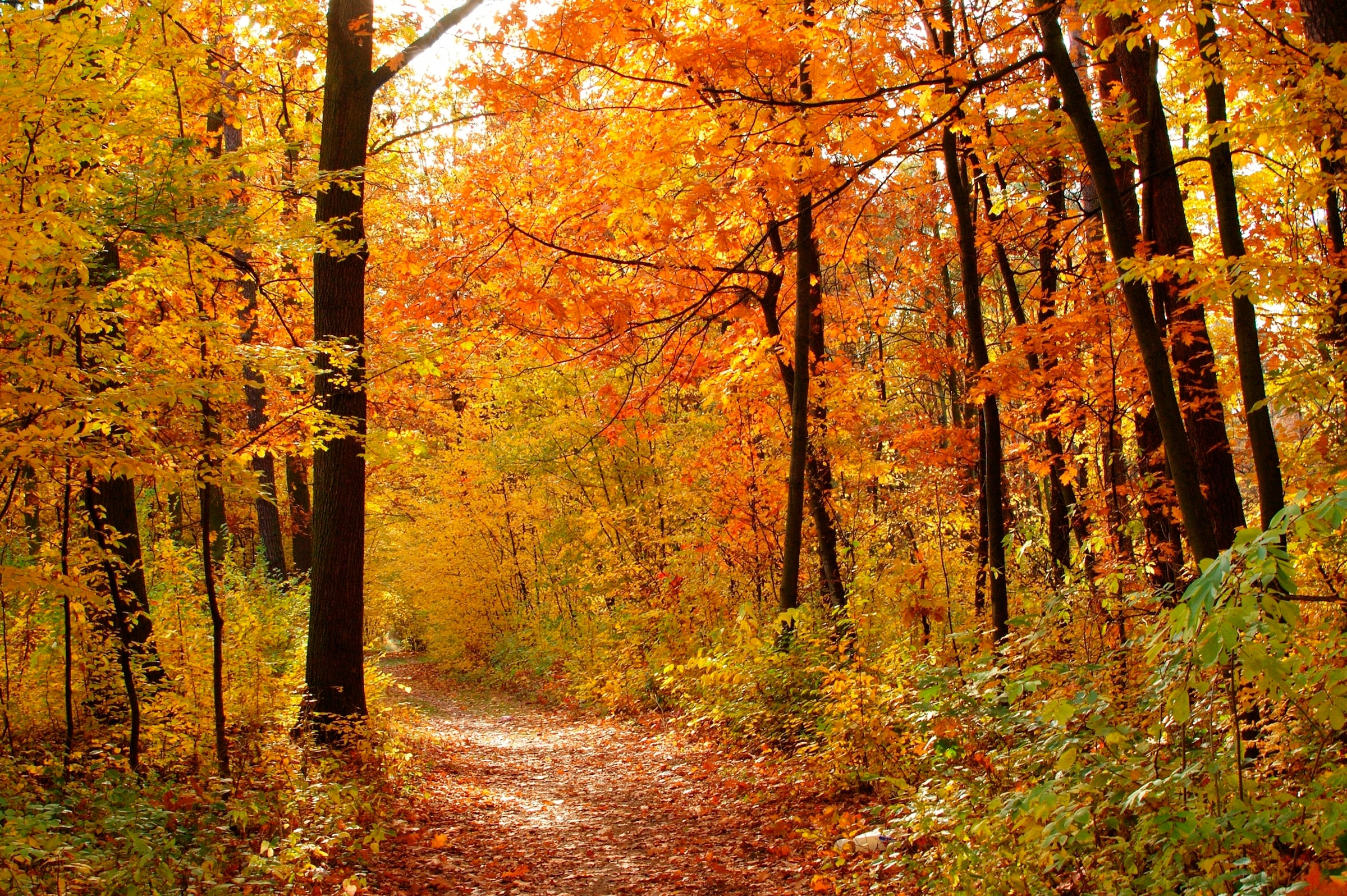 Image of Papermoon Fototapete "Autum Forest" glatt