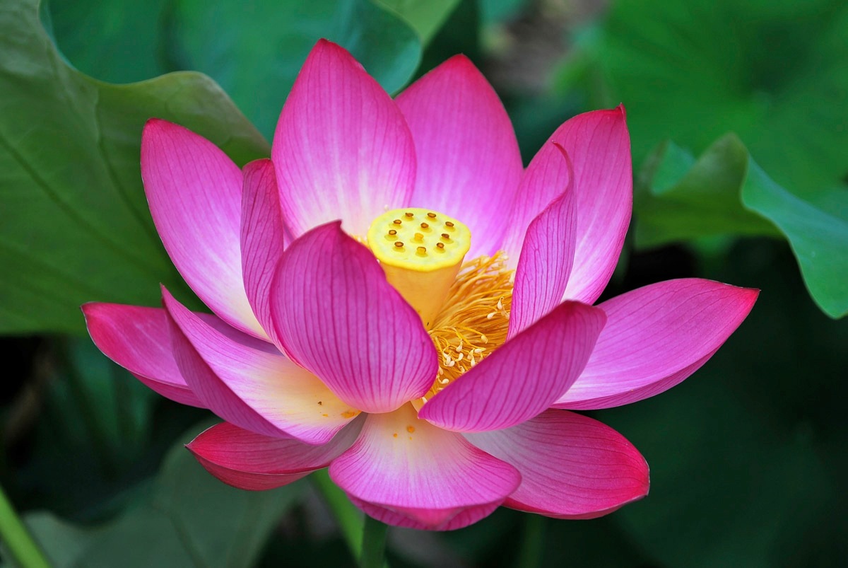 Image of Papermoon "Blume"