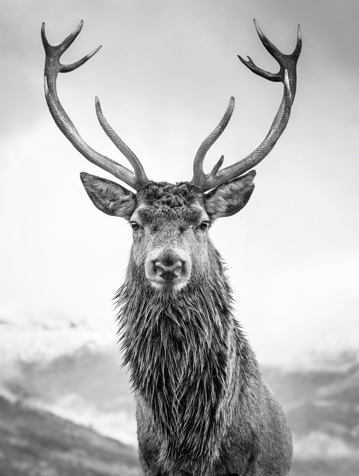 Image of Bönninghoff Leinwandbild "Wandbild HIRSCH 46x61 cm – Leinwandbild Keilrahmen Deko modern" Hirsch 1 Stk. tlg. auf Keilrahmen gespannt