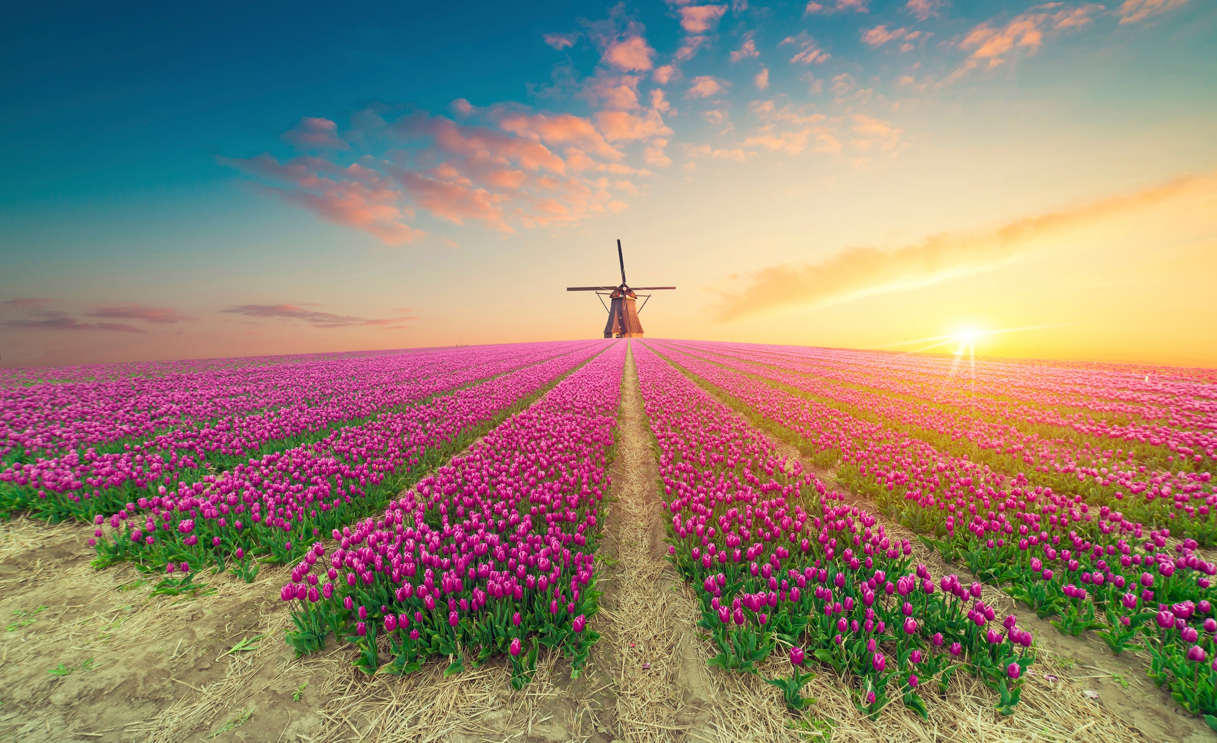 Image of Papermoon Fototapete "TULPEN-NATUR BLUMEN LANDSCHAFT WINDMÜLE LAVENDEL BLUMEN"