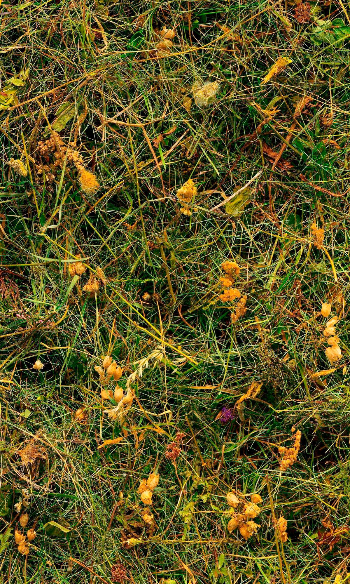 Image of Komar Vliestapete »Bergheu«, naturalistisch bei Ackermann Versand Schweiz