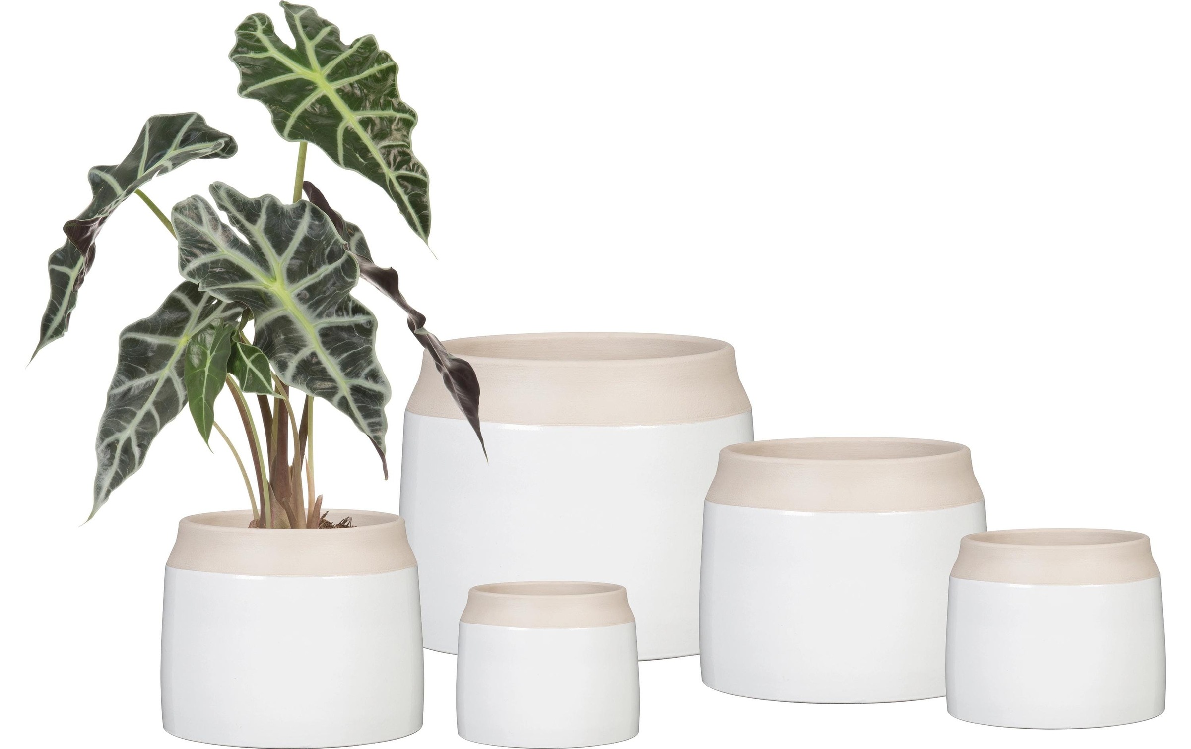 Scheurich Blumentopf »Blanco«