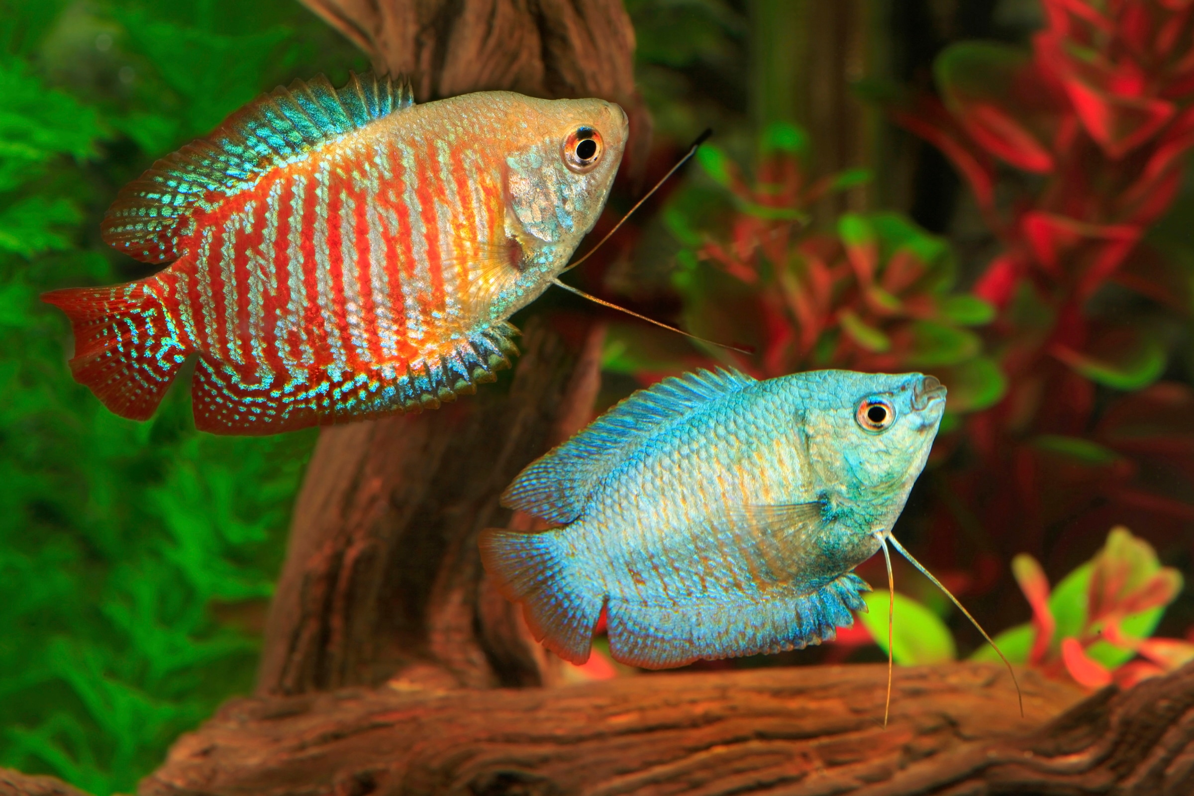 Papermoon Fototapete »UNTERWASSER-WELT-GOURAMI FISCHE KORALLE SEE MEER TIERE«