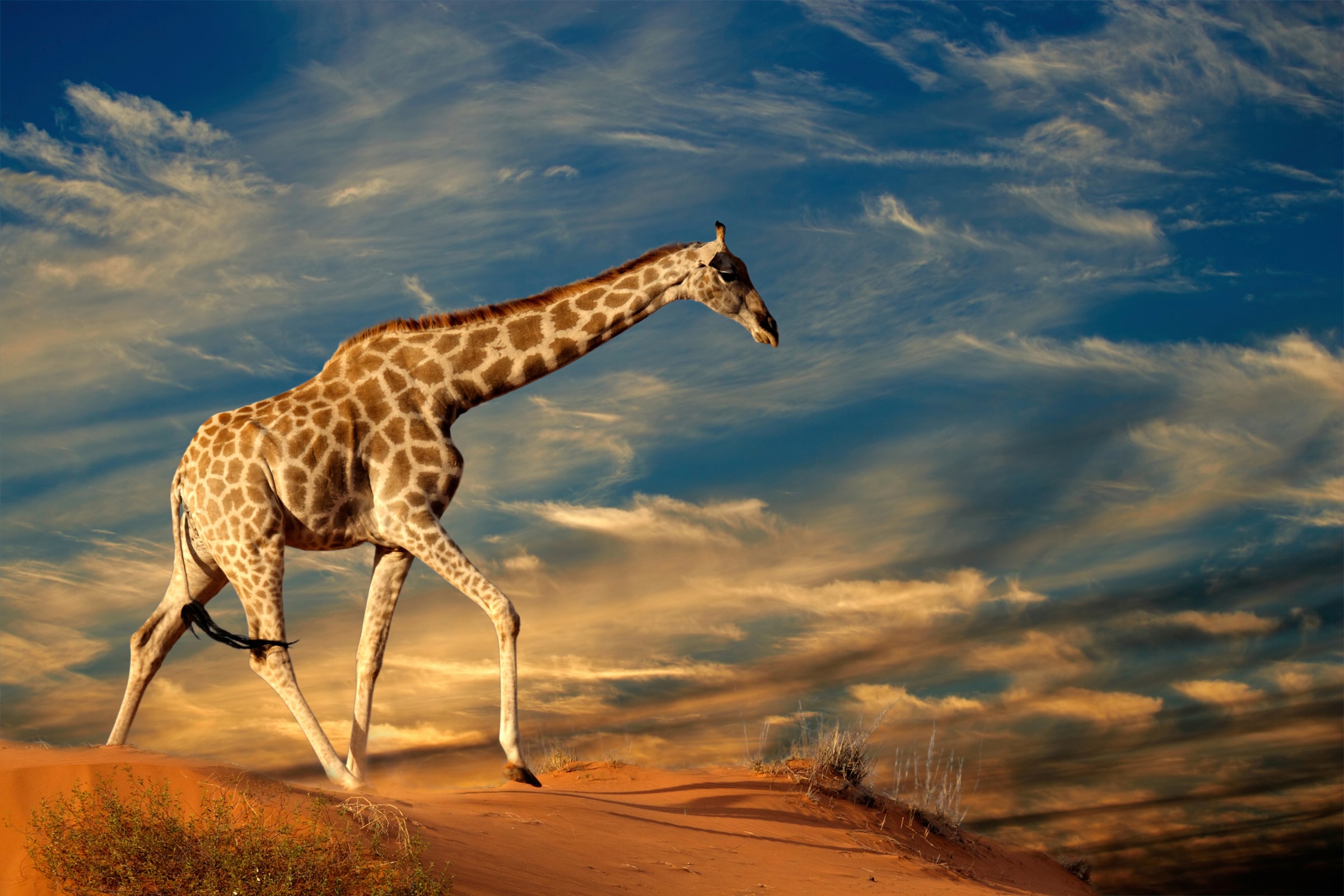 Image of Papermoon Fototapete »GIRAFFE-TIERE AFRIKA SAVANNE STEPPE DÜNE HIMMEL WOLKEN«, Vliestapete, hochwertiger Digitaldruck, inklusive Kleister bei Ackermann Versand Schweiz