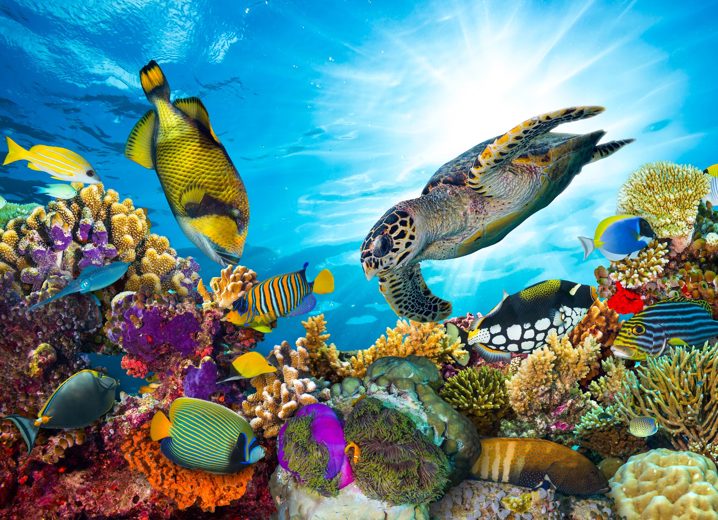 Image of Papermoon Fototapete "Coral Reef Fiji" glatt