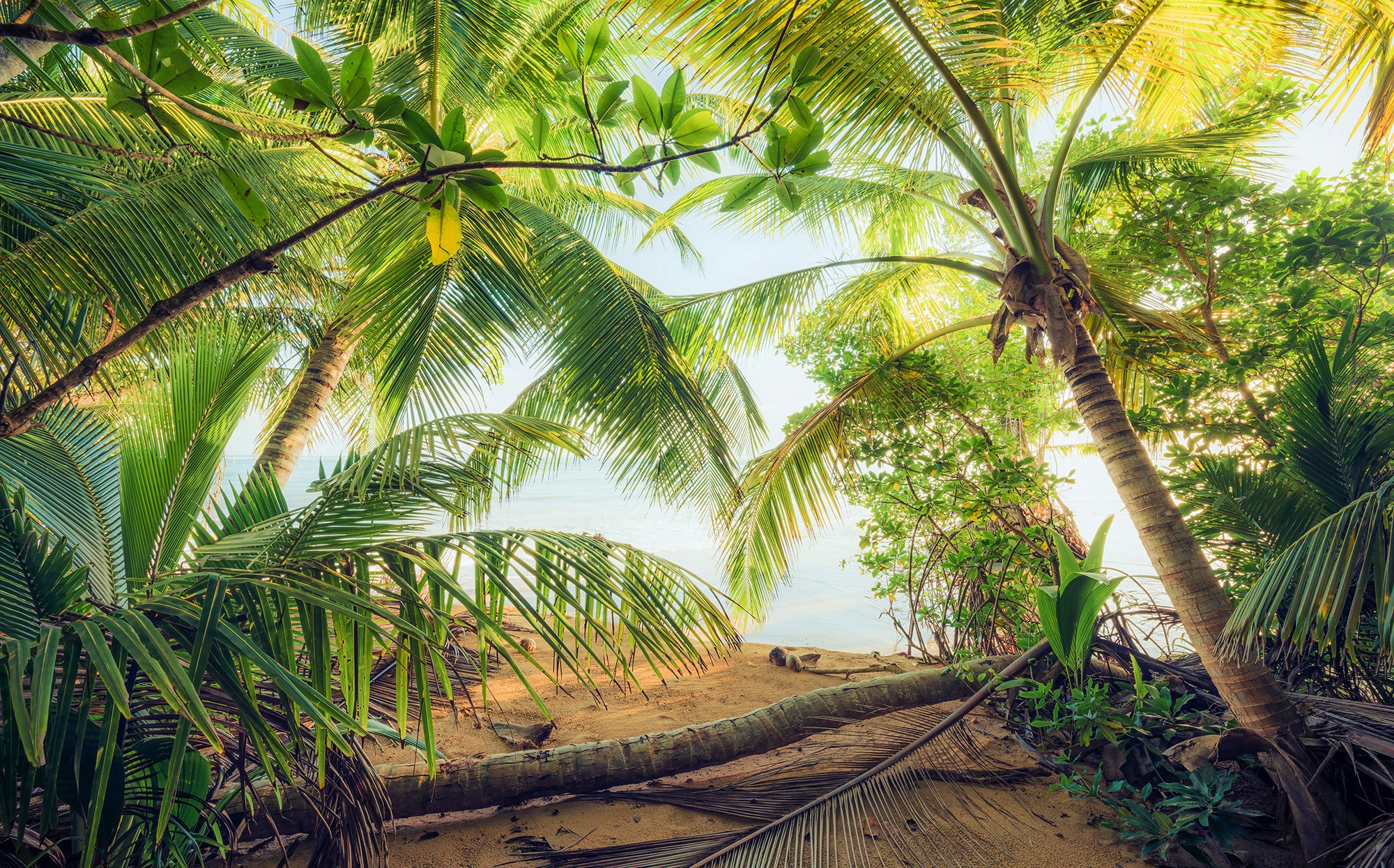 Image of Komar Vliestapete "Digitaldruck Vlies - Piratenversteck - Grösse 450 x 280 cm" bedruckt glatt Wohnzimmer, Schlafzimmer